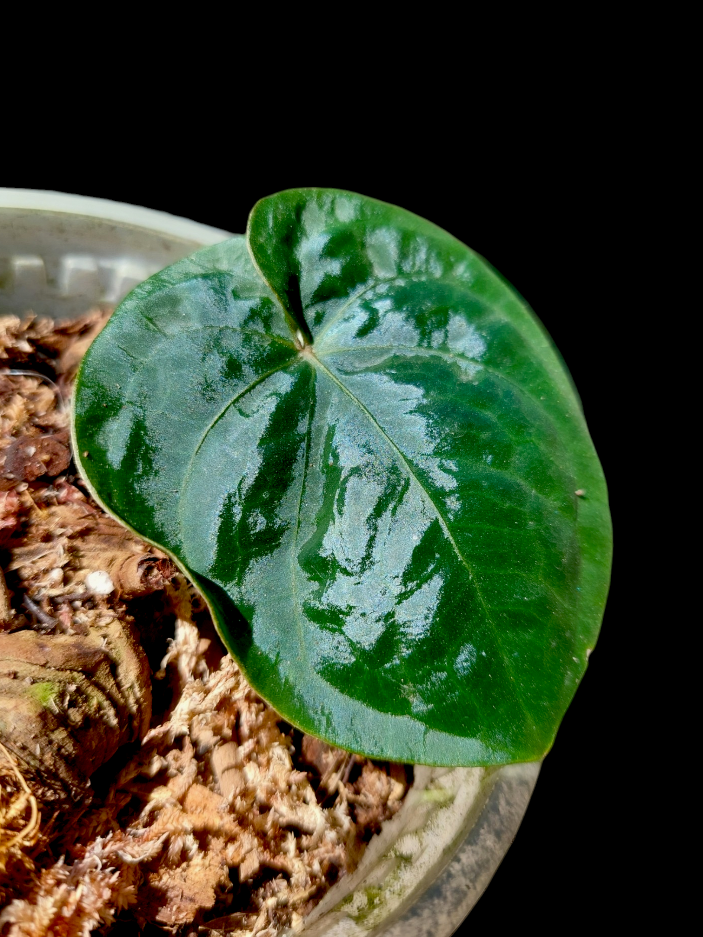 Anthurium Dressleri 'Rio Guanche' Wild Ecotype (EXACT PLANT)