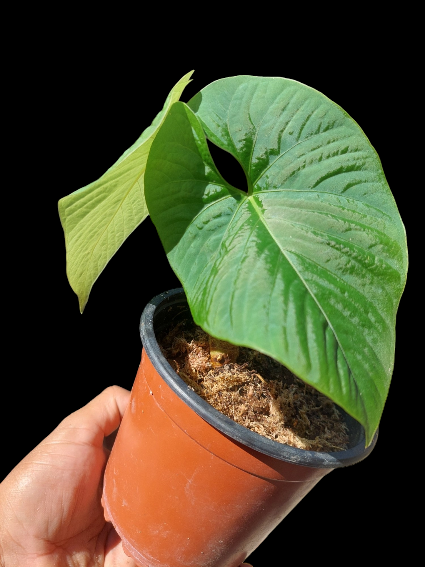 Anthurium sp. "Kunayala Glow"2 Leaves Wild Ecotype Pure Specie (EXACT PLANT)