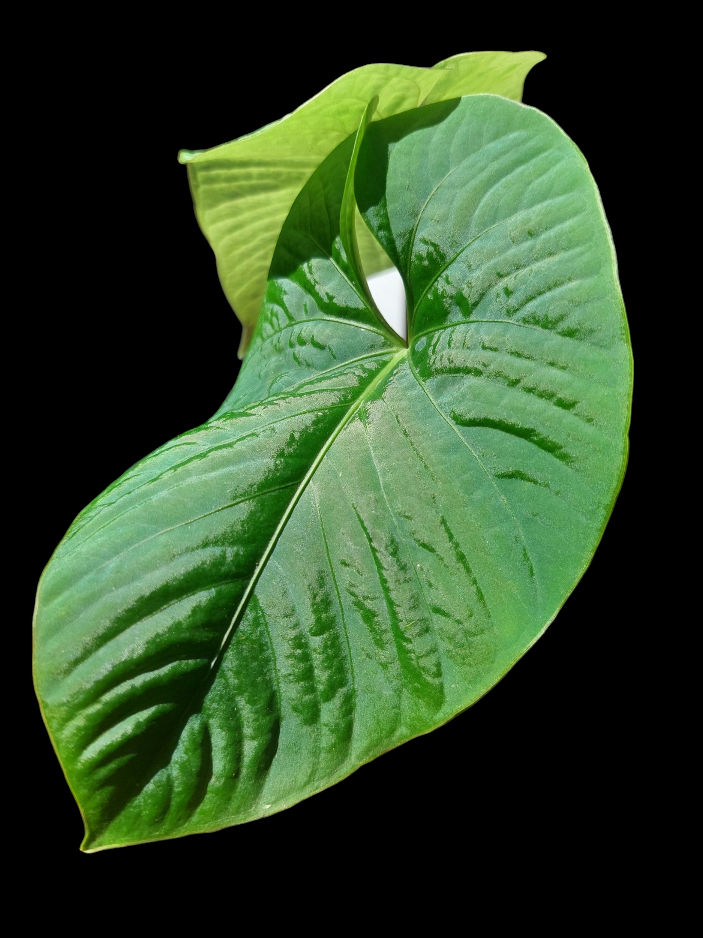 Anthurium sp. "Kunayala Glow"2 Leaves Wild Ecotype Pure Specie (EXACT PLANT)