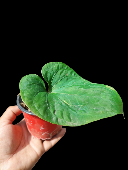 Anthurium sp. "Kunayala Glow"Small Size Wild Ecotype Pure Specie (EXACT PLANT)