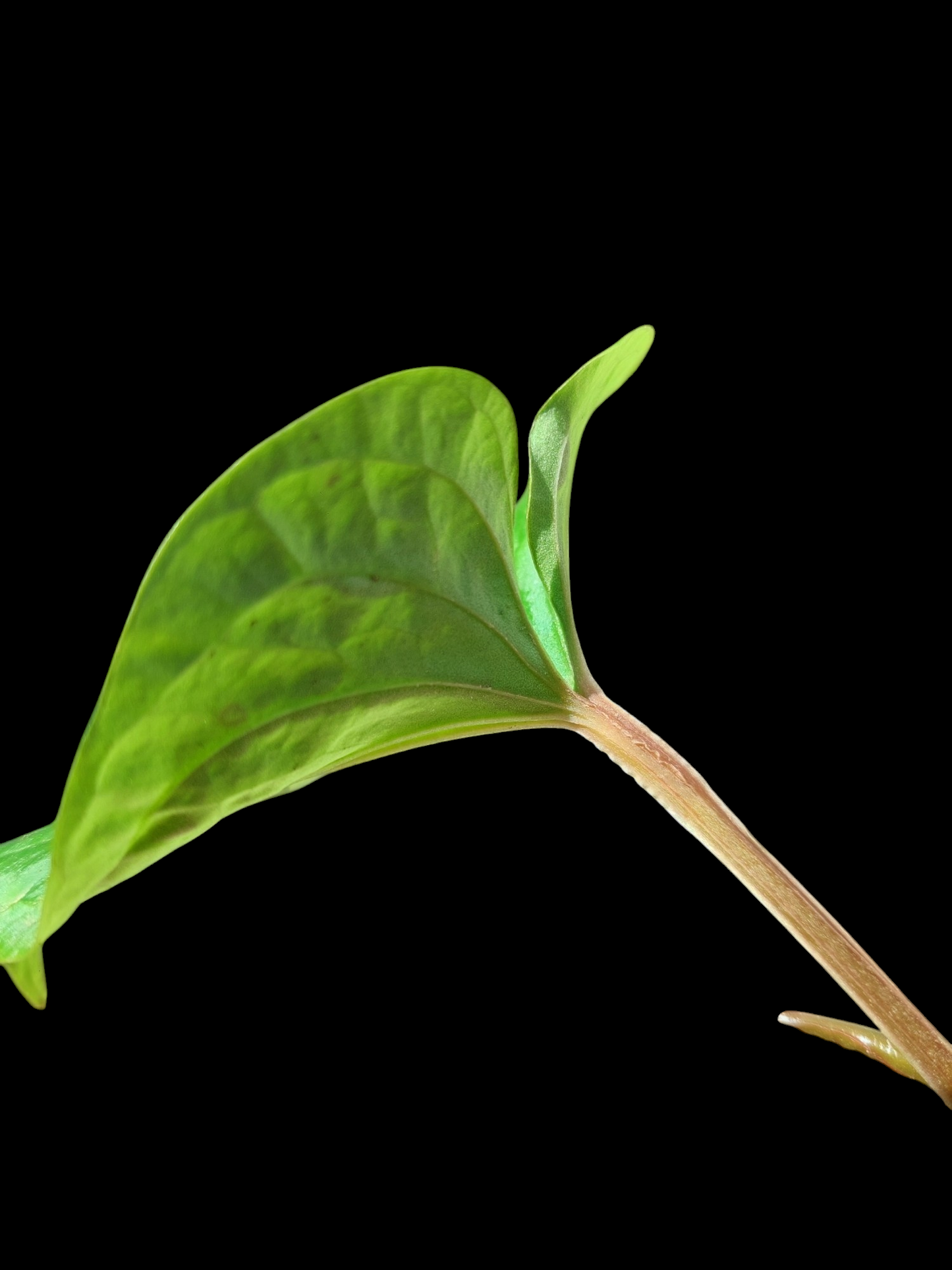 Anthurium sp. "Kunayala Glow"Small Size Wild Ecotype Pure Specie (EXACT PLANT)