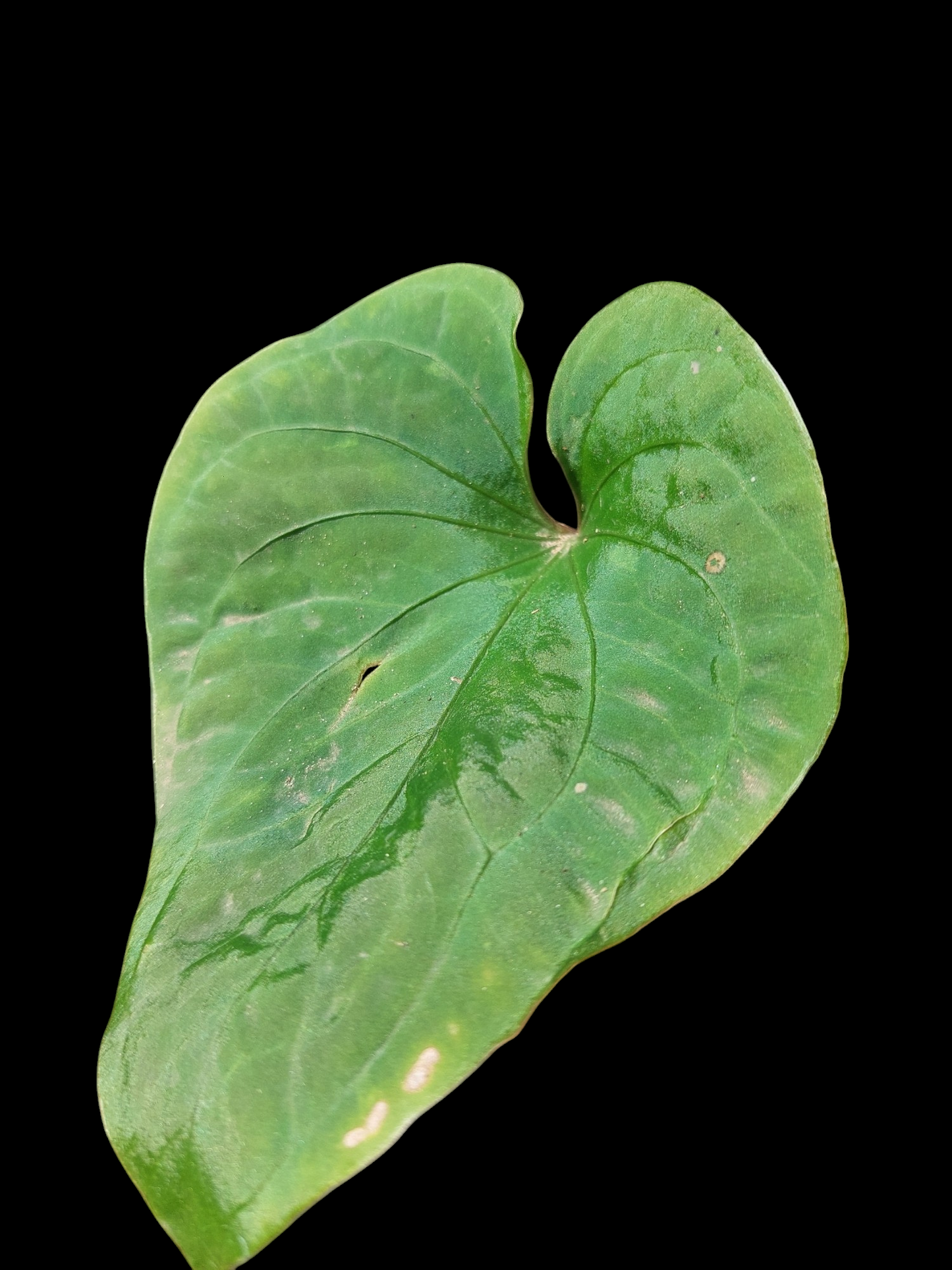 Anthurium sp. "Kunayala Glow"Small Size Wild Ecotype Pure Specie (EXACT PLANT)