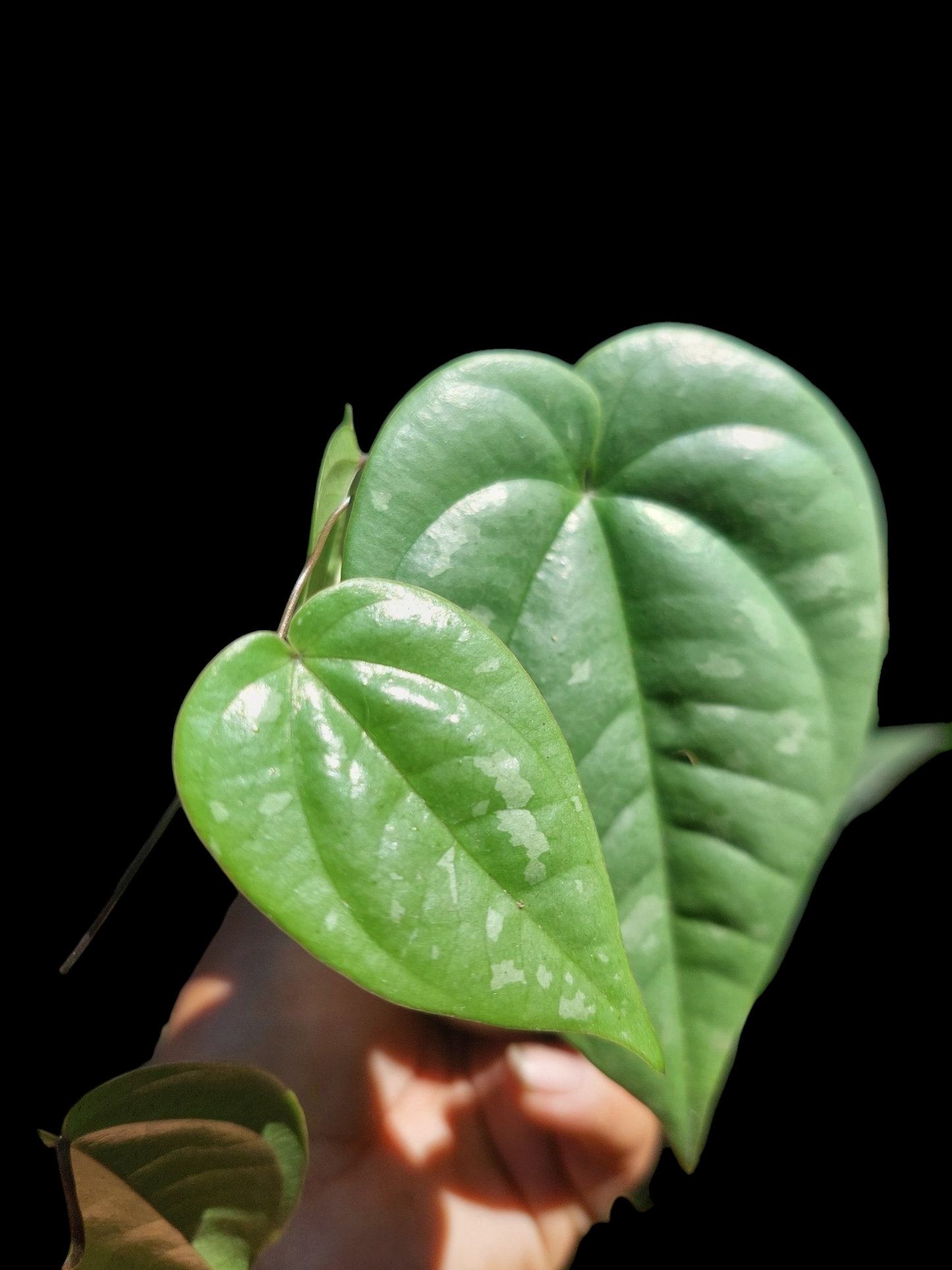 Peperomia Peru Wild Ecotype (EXACT PLANT)