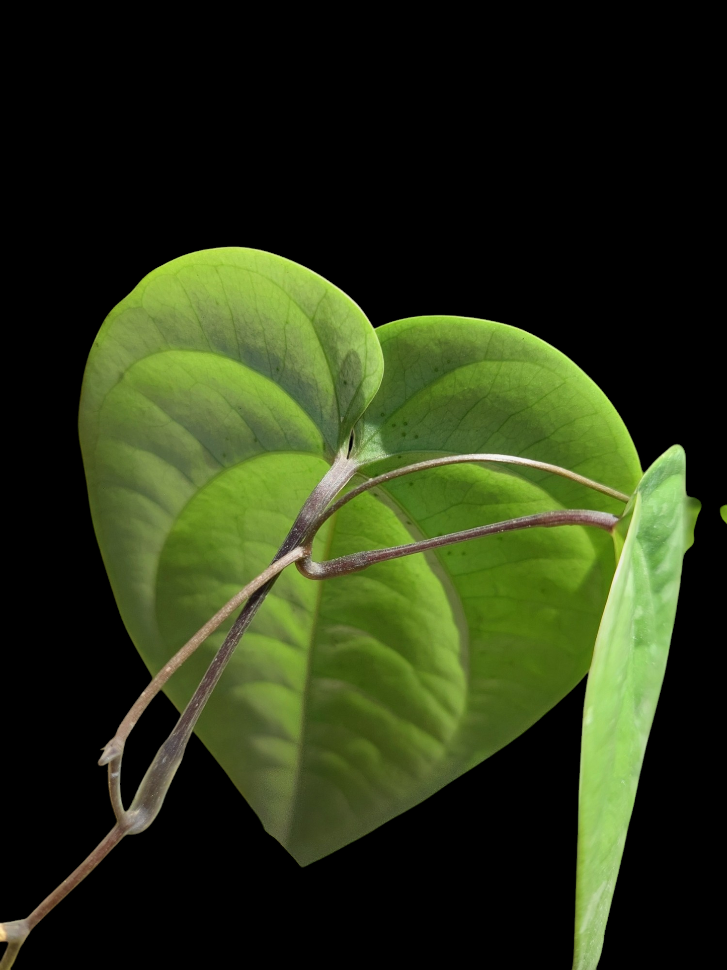 Peperomia Peru Wild Ecotype (EXACT PLANT)