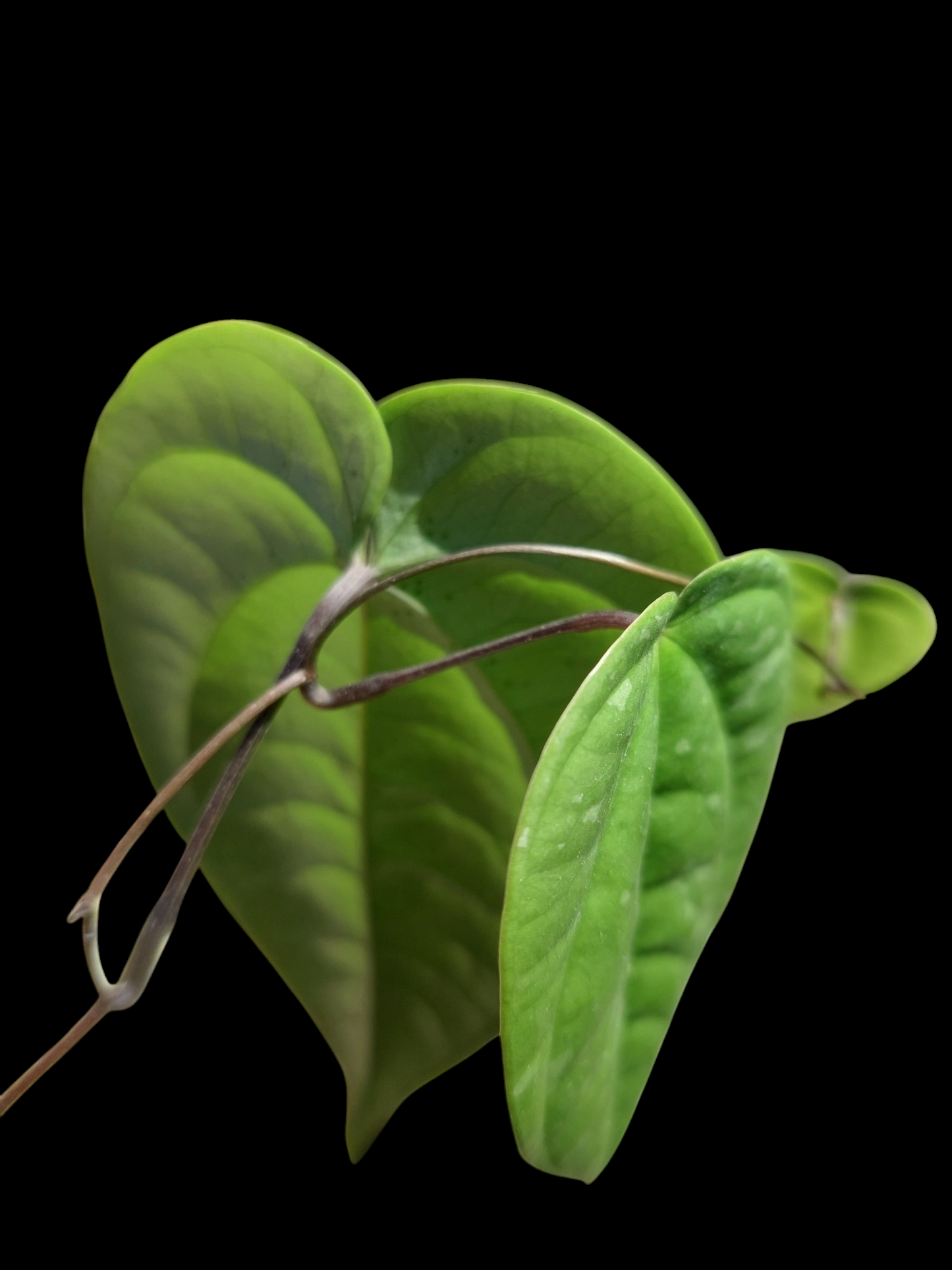 Peperomia Peru Wild Ecotype (EXACT PLANT)