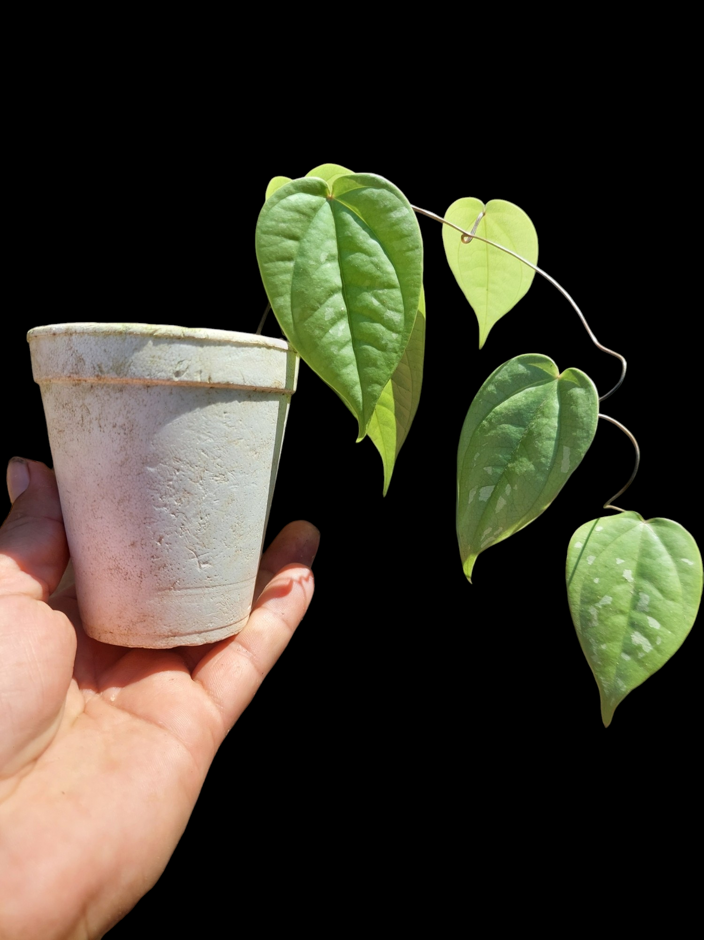 Peperomia Peru Wild Ecotype (EXACT PLANT)