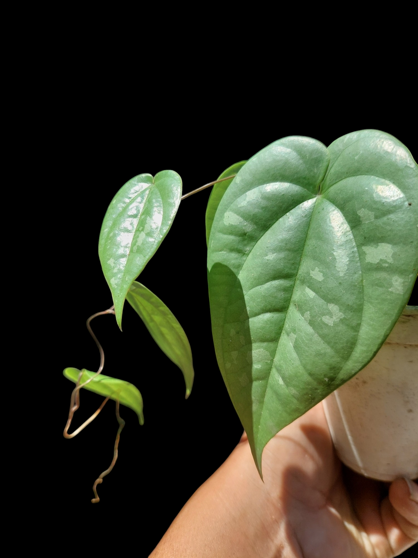 Peperomia Peru Wild Ecotype (EXACT PLANT)