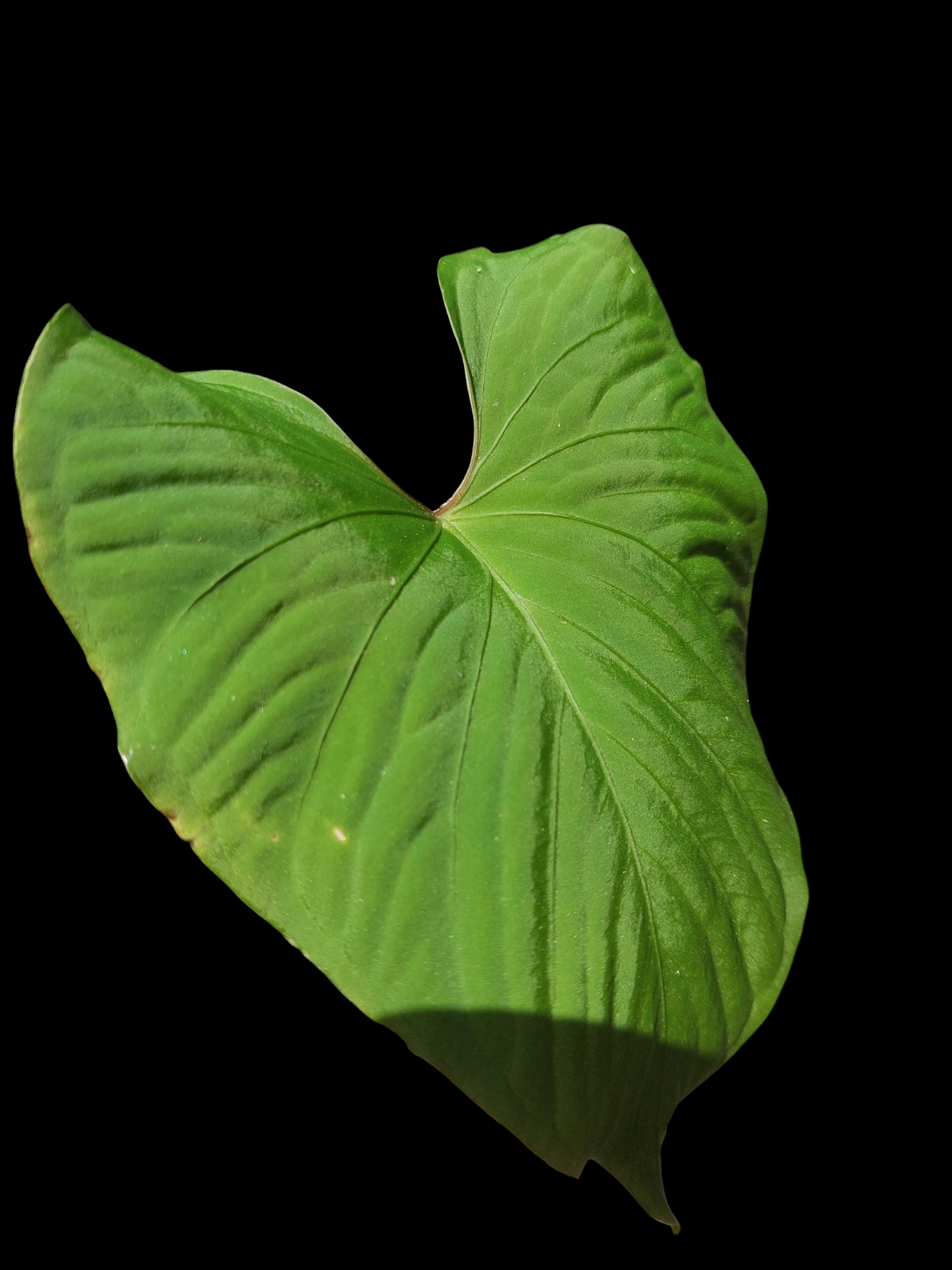 Anthurium sp. "Kunayala Glow" Wild Ecotype Pure Specie (EXACT PLANT)