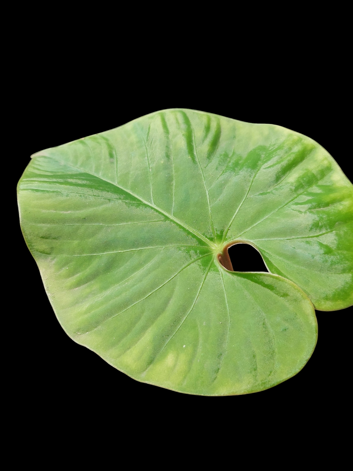 Anthurium sp. "Kunayala Glow" Wild Ecotype Pure Specie (EXACT PLANT)