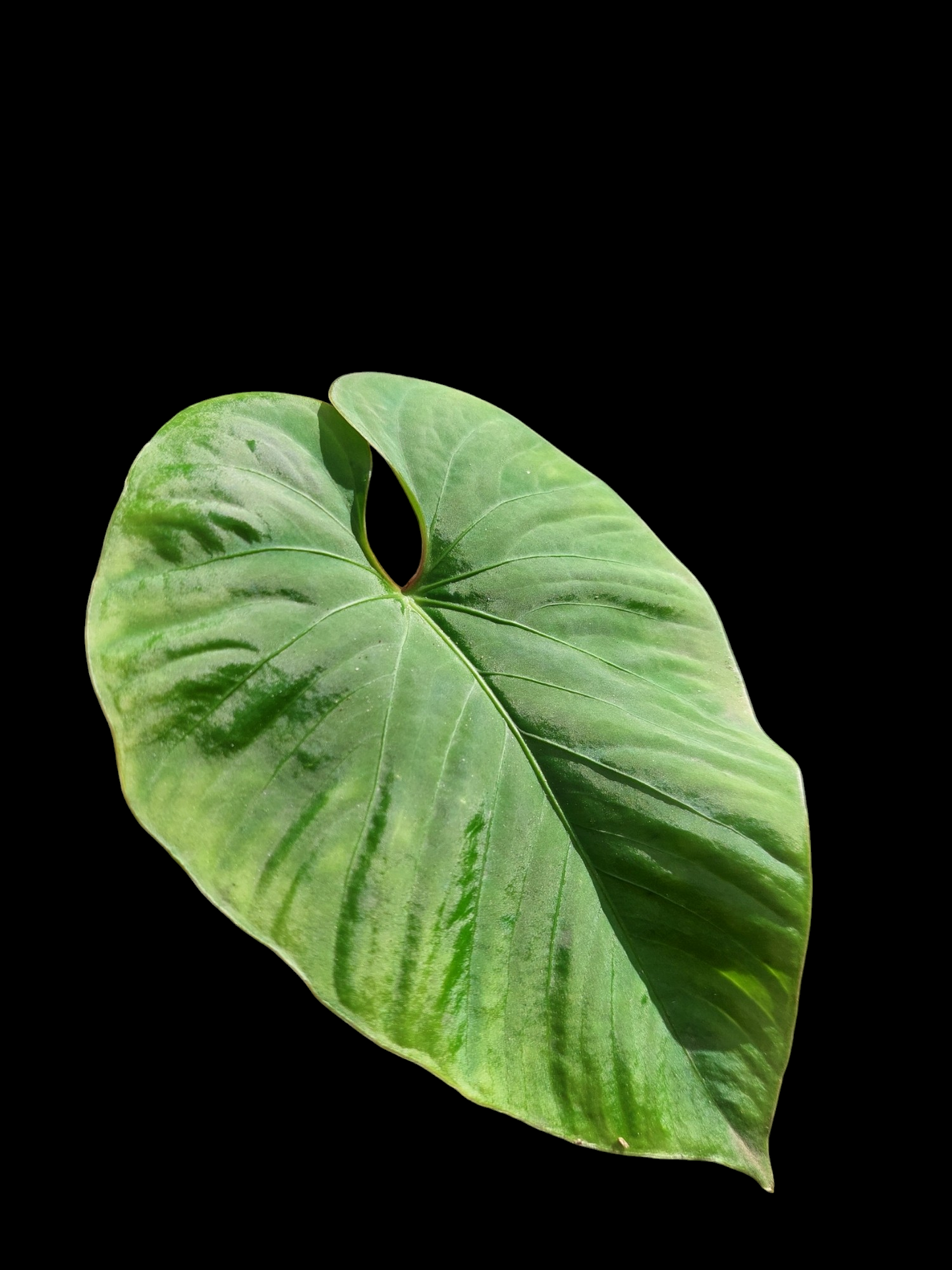 Anthurium sp. "Kunayala Glow" Wild Ecotype Pure Specie (EXACT PLANT)