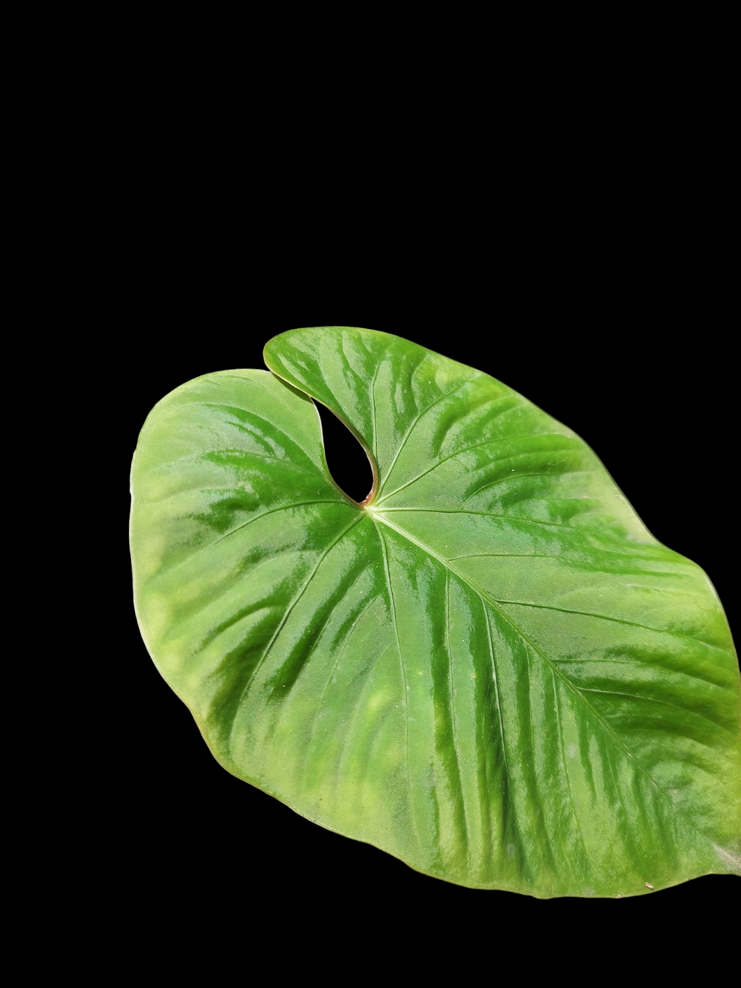 Anthurium sp. "Kunayala Glow" Wild Ecotype Pure Specie (EXACT PLANT)