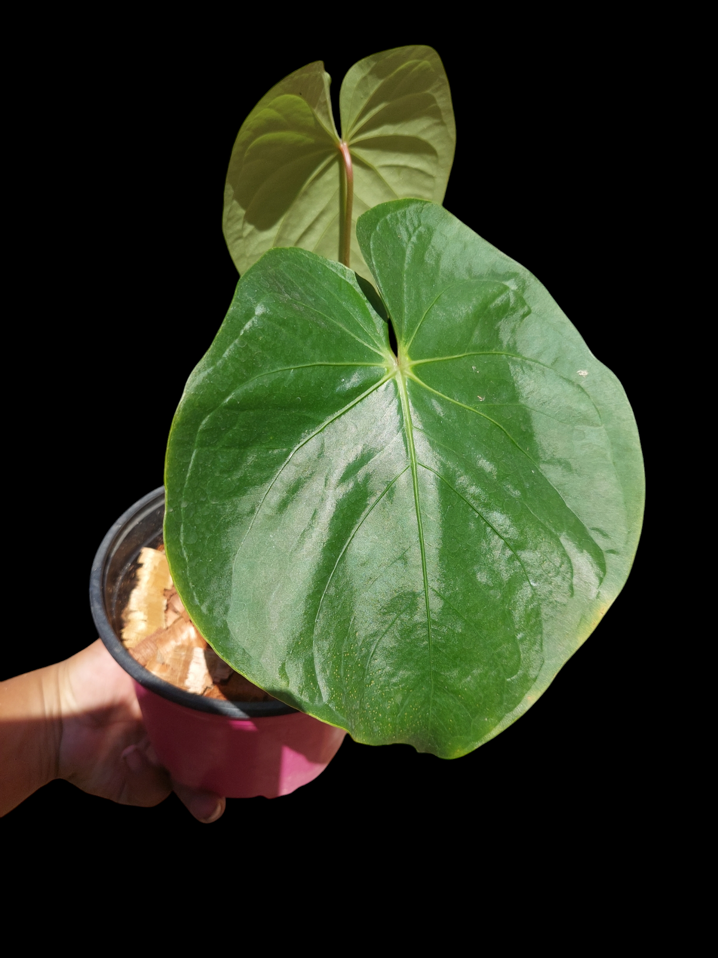 Anthurium sp. "Titan" 2 leaves (EXACT PLANT)