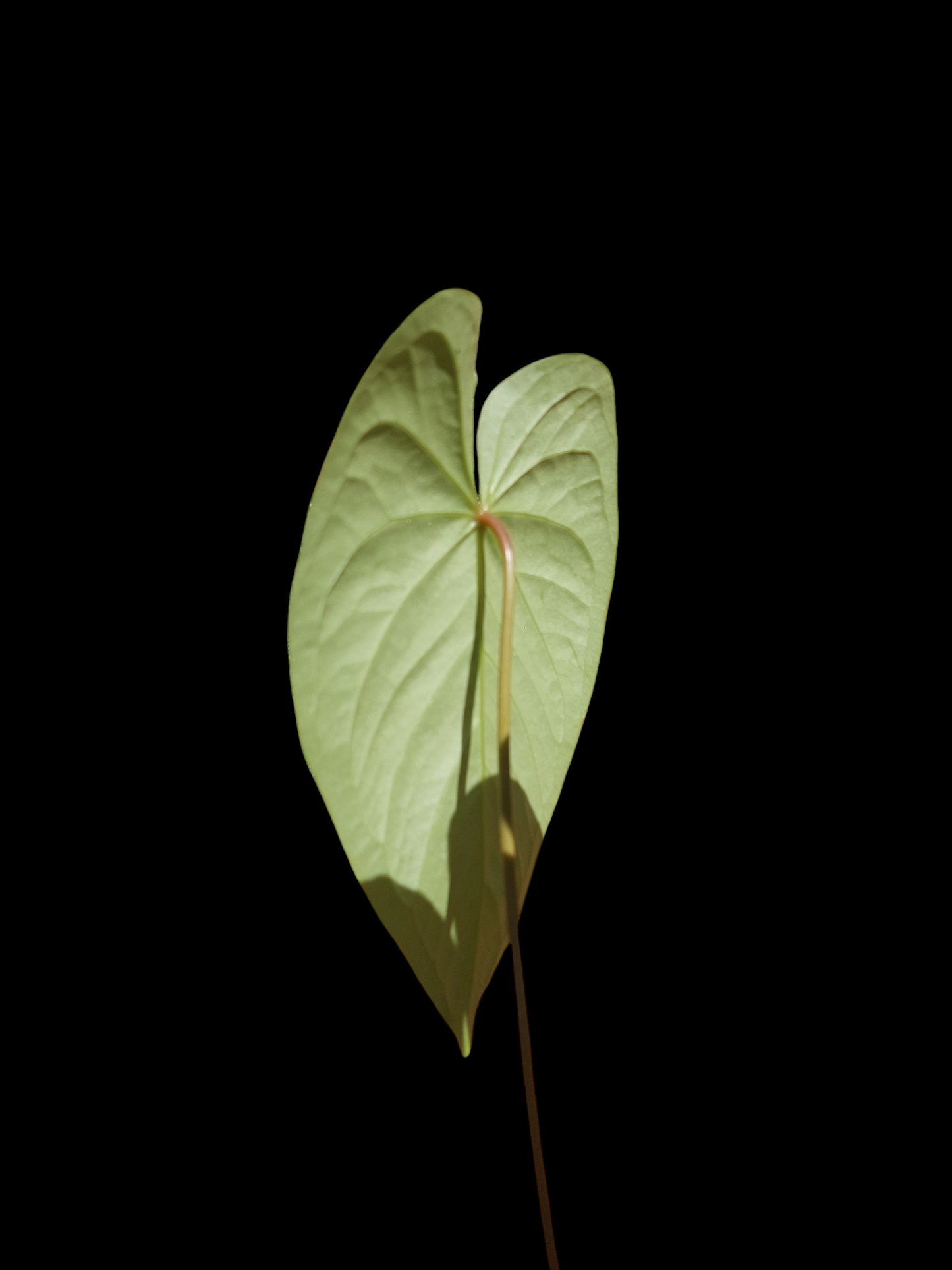 Anthurium sp. "Titan" 2 leaves (EXACT PLANT)