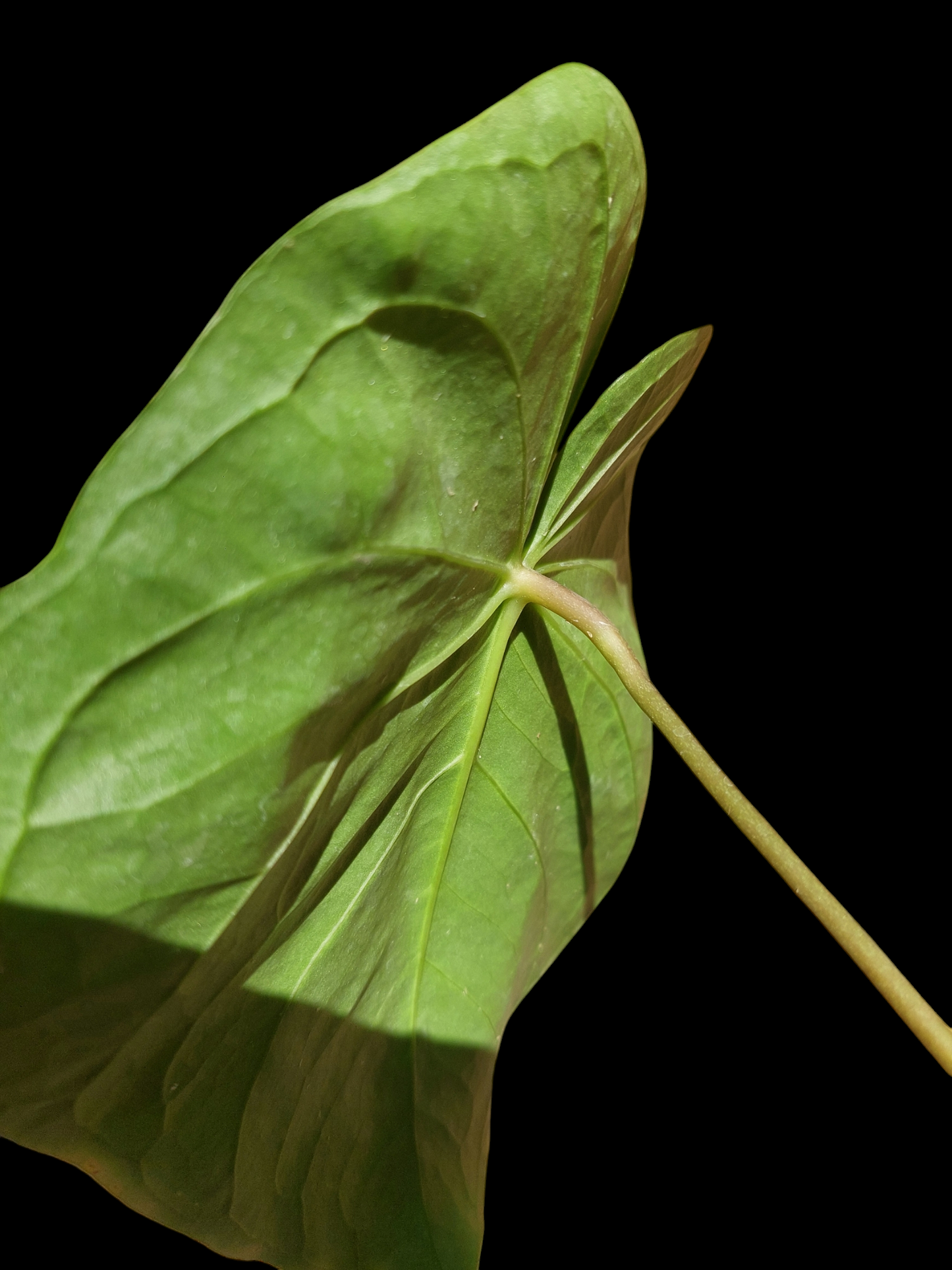 Anthurium sp. "Titan" 2 leaves (EXACT PLANT)