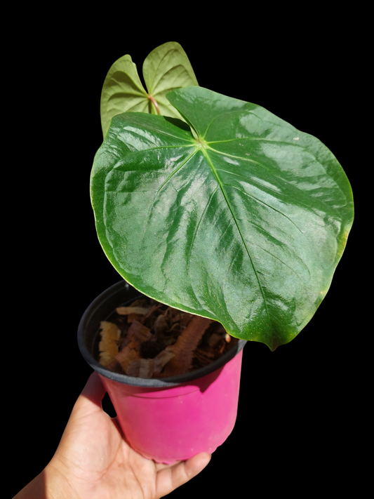 Anthurium sp. "Titan" 2 leaves (EXACT PLANT)