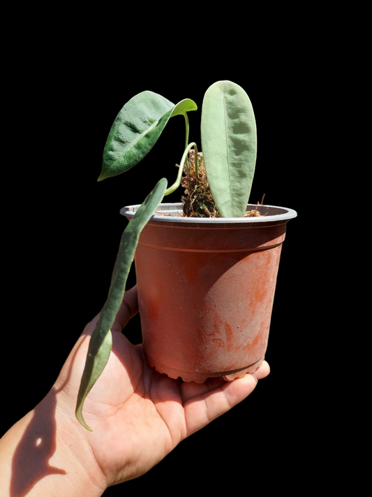 Anthurium sp. "Little Ghost" with 3 Leaves (EXACT PLANT)