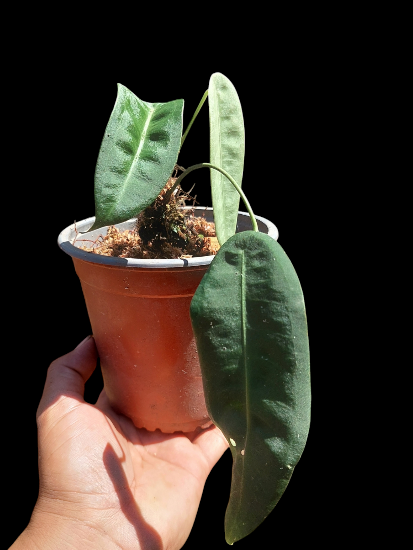 Anthurium sp. "Little Ghost" with 3 Leaves (EXACT PLANT)