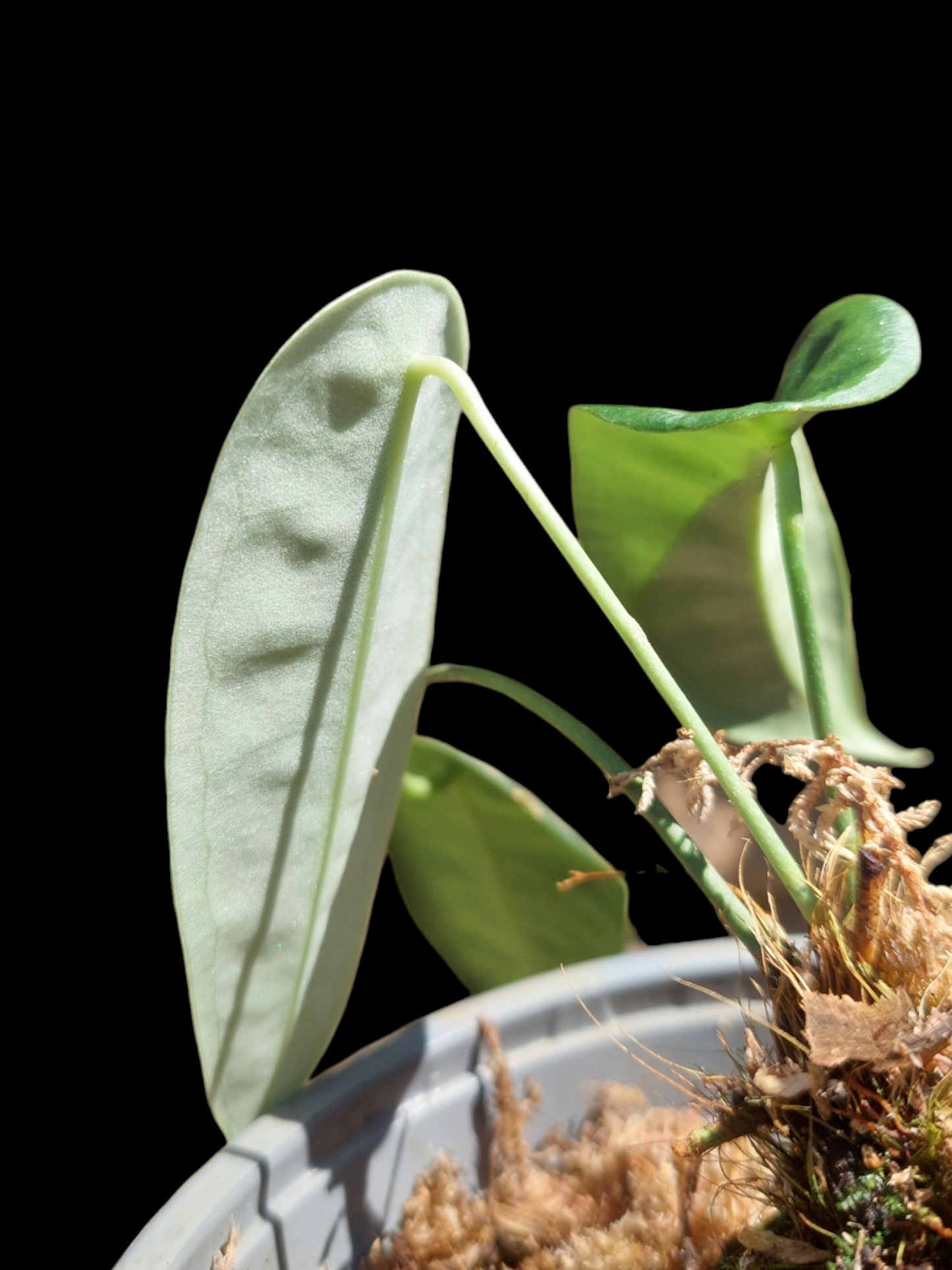 Anthurium sp. "Little Ghost" with 3 Leaves (EXACT PLANT)