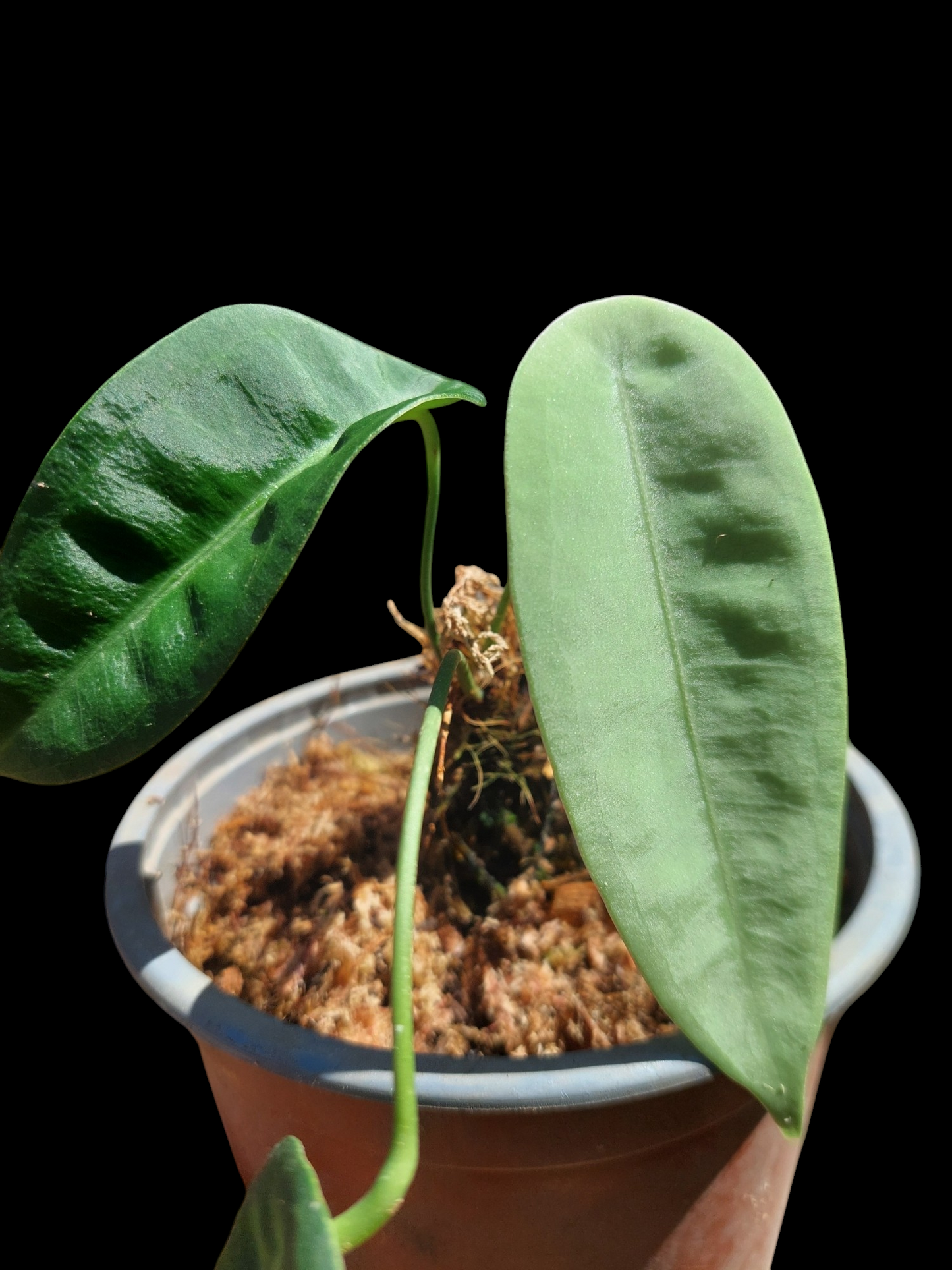 Anthurium sp. "Little Ghost" with 3 Leaves (EXACT PLANT)