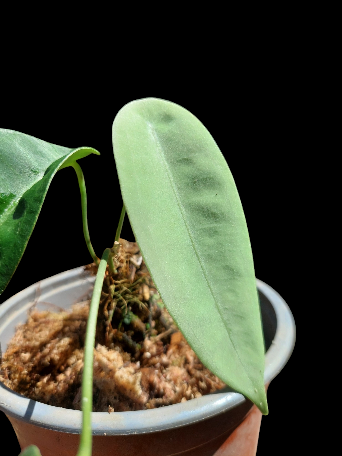 Anthurium sp. "Little Ghost" with 3 Leaves (EXACT PLANT)