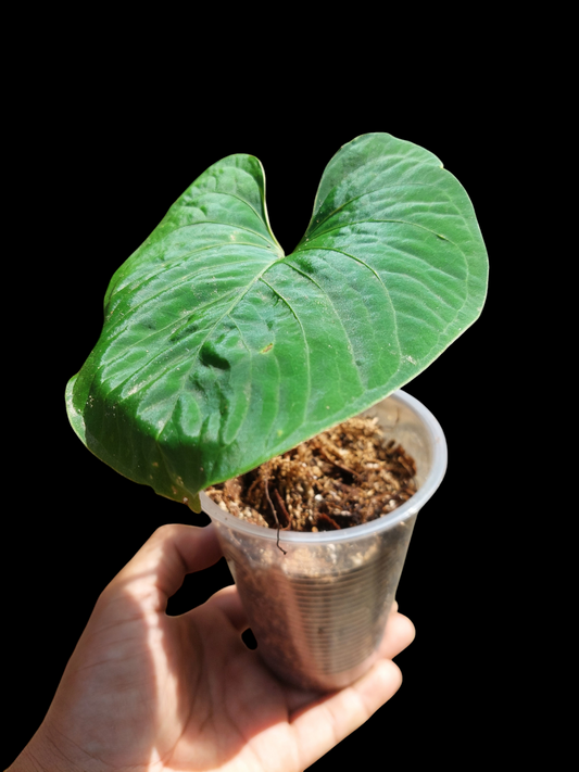 Anthurium sp. "Kunayala Glow"Small Size Wild Ecotype (EXACT PLANT)