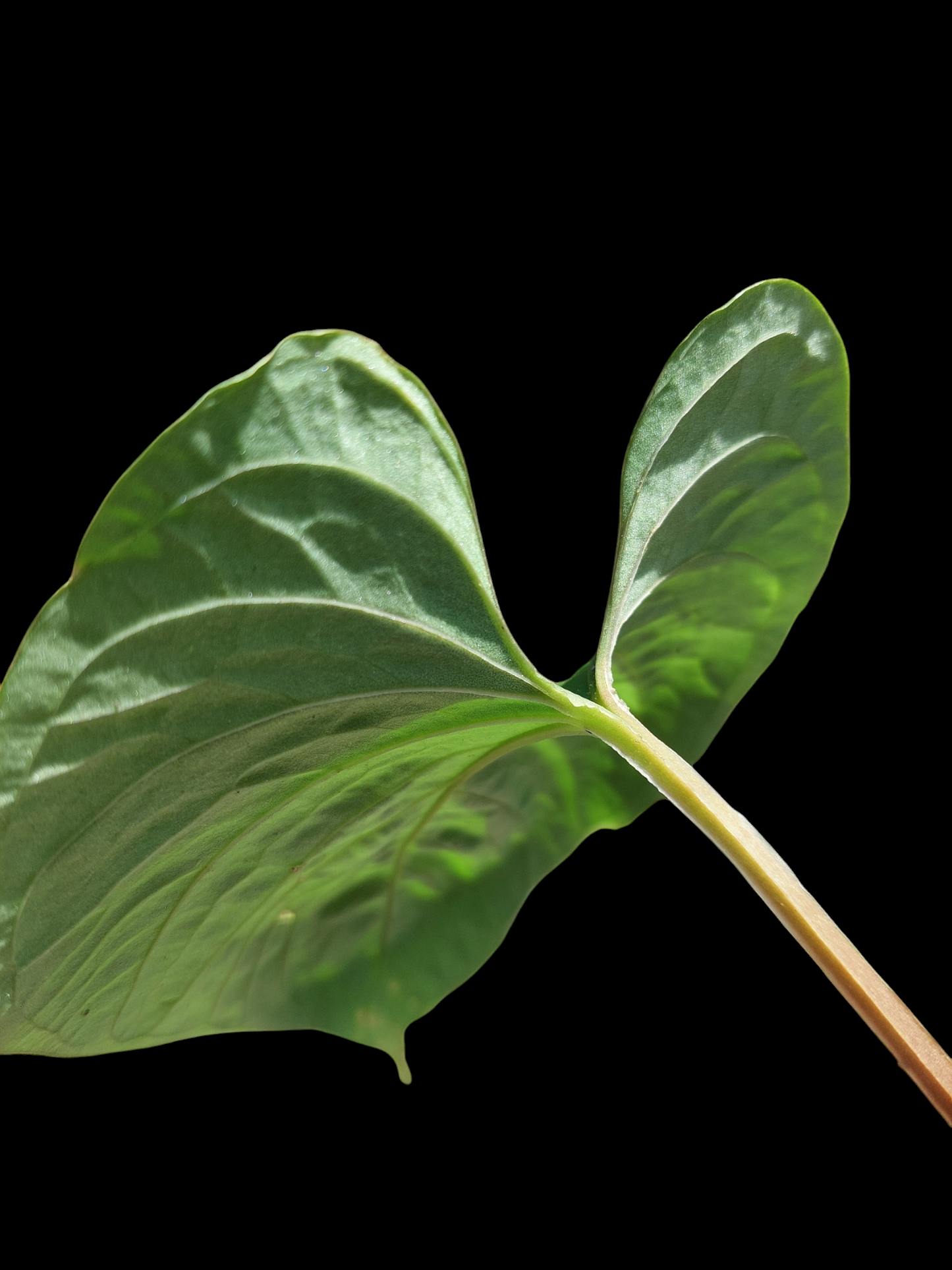 Anthurium sp. "Kunayala Glow"Small Size Wild Ecotype (EXACT PLANT)