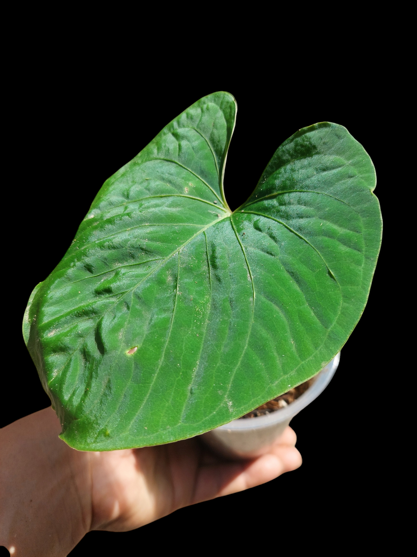 Anthurium sp. "Kunayala Glow"Small Size Wild Ecotype (EXACT PLANT)