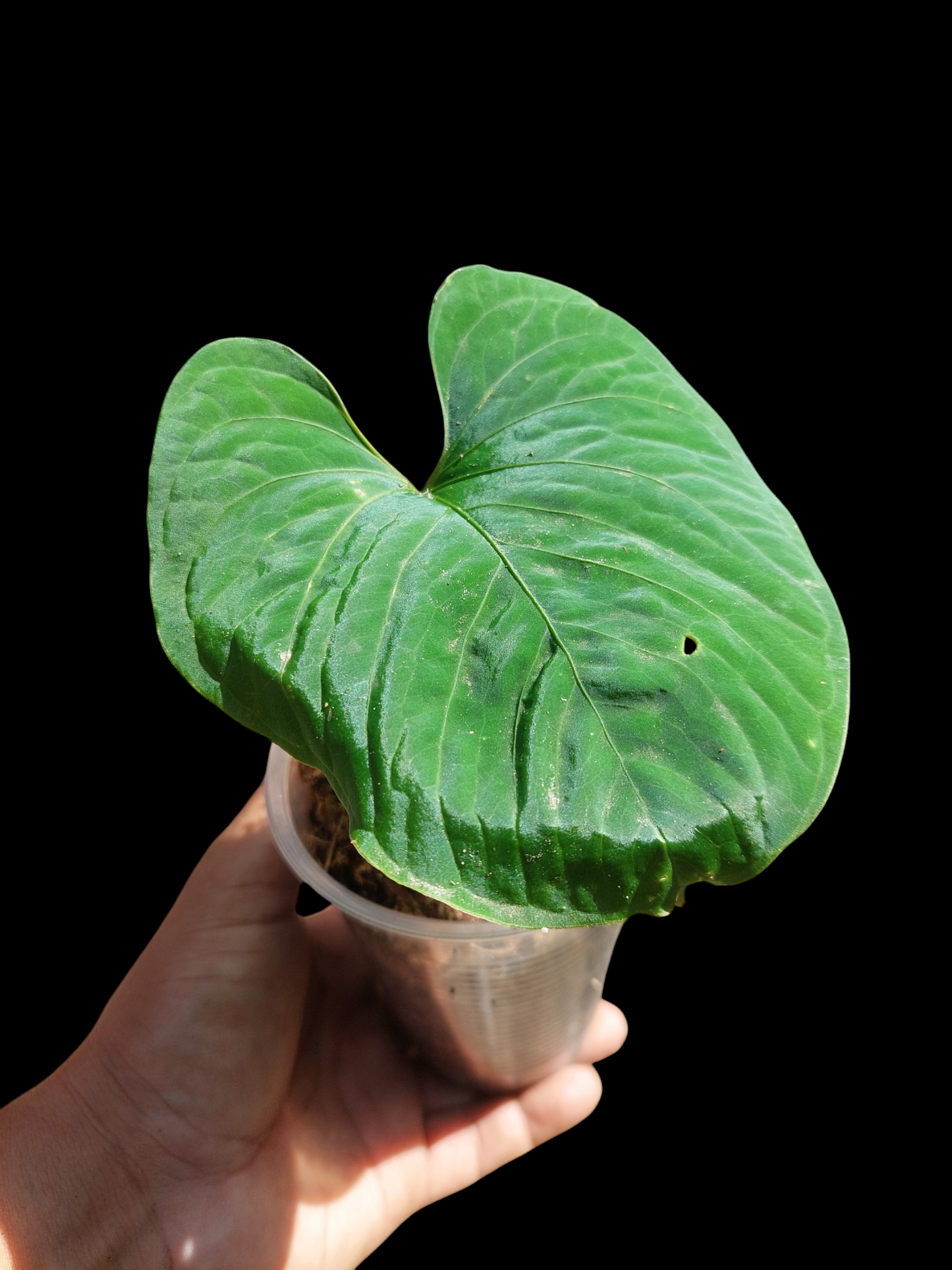 Anthurium sp. "Kunayala Glow"Small Size Wild Ecotype (EXACT PLANT)