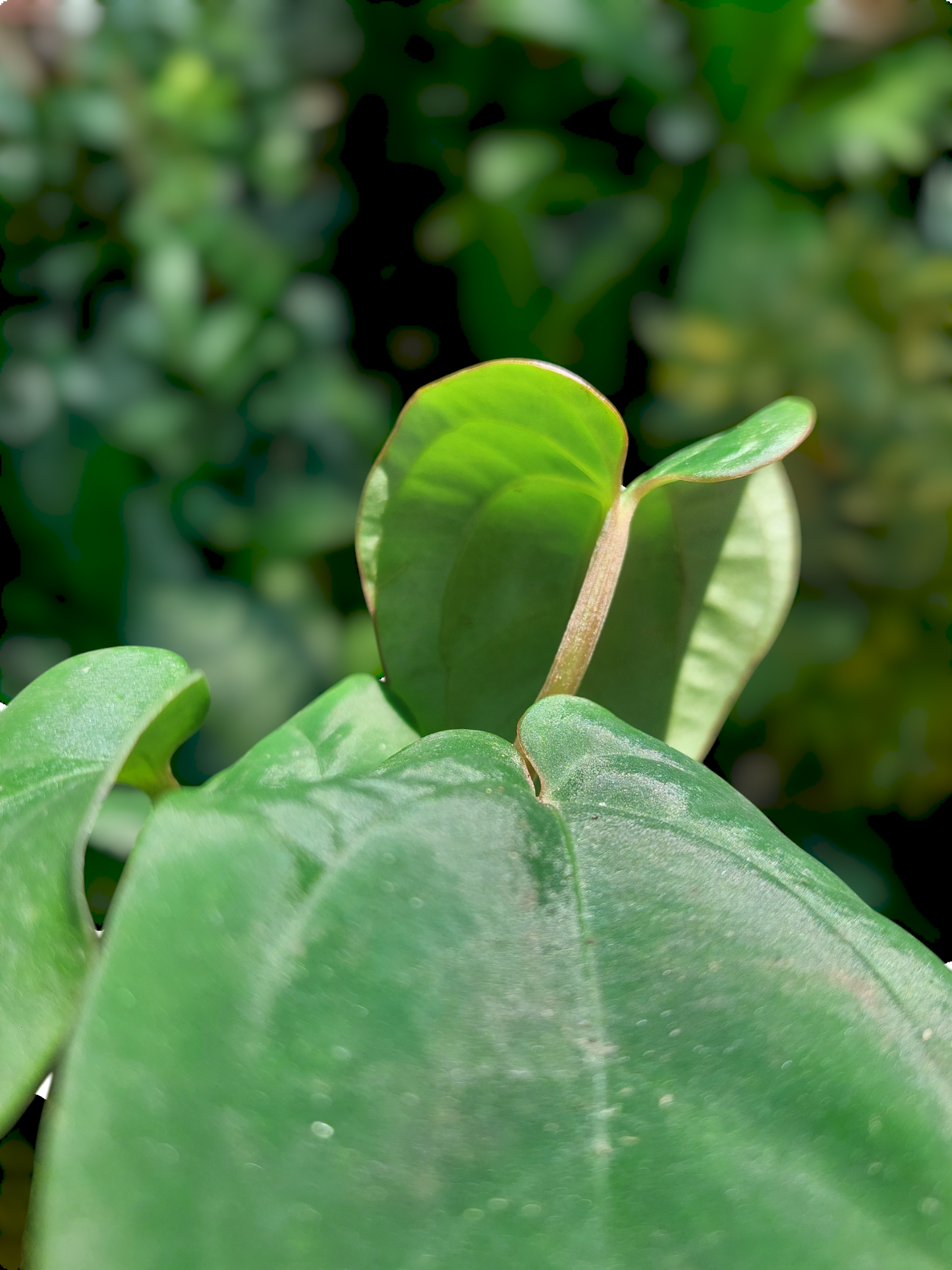 Anthurium Dressleri 'San Blas' Wild Ecotype 4 Leaves (EXACT PLANT)