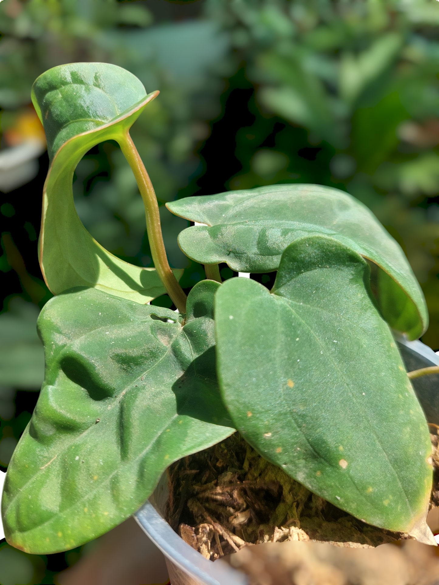 Anthurium Dressleri 'San Blas' Wild Ecotype 4 Leaves (EXACT PLANT)