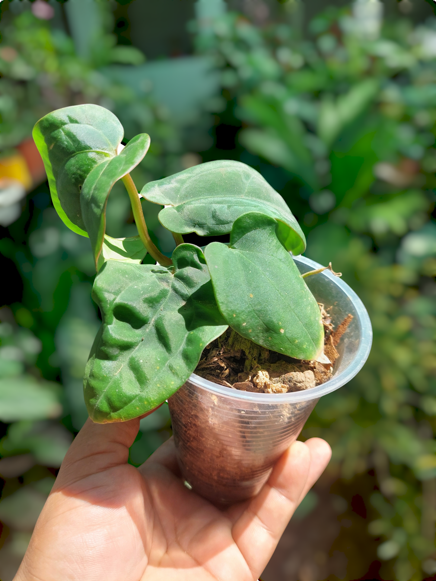 Anthurium Dressleri 'San Blas' Wild Ecotype 4 Leaves (EXACT PLANT)