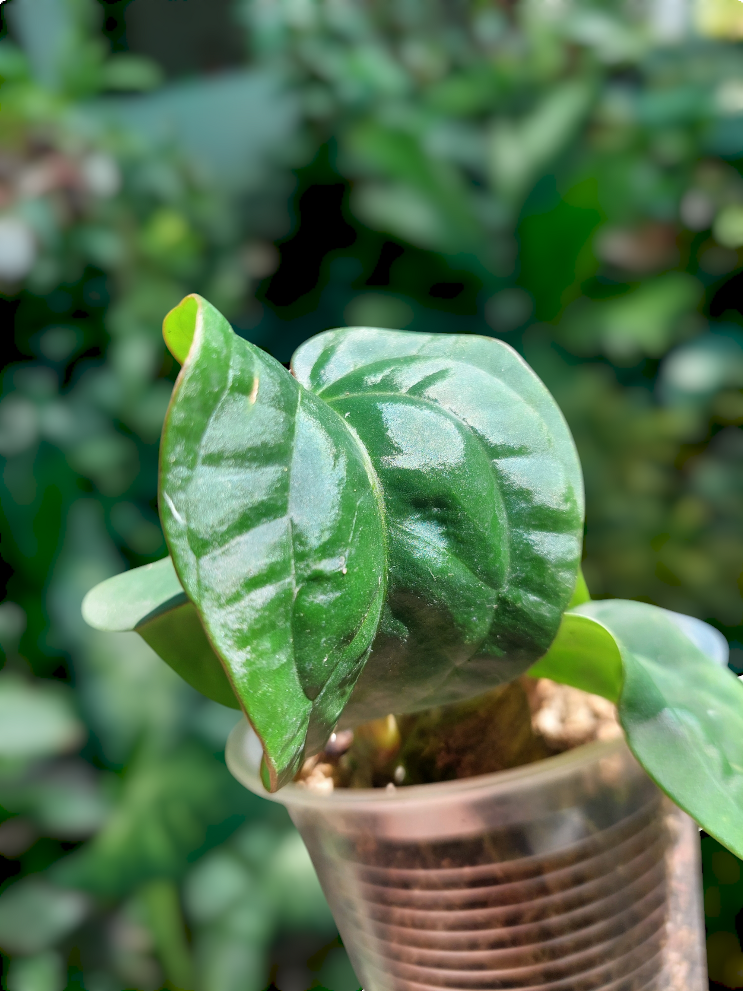 Anthurium Dressleri 'San Blas' Wild Ecotype 4 Leaves (EXACT PLANT)