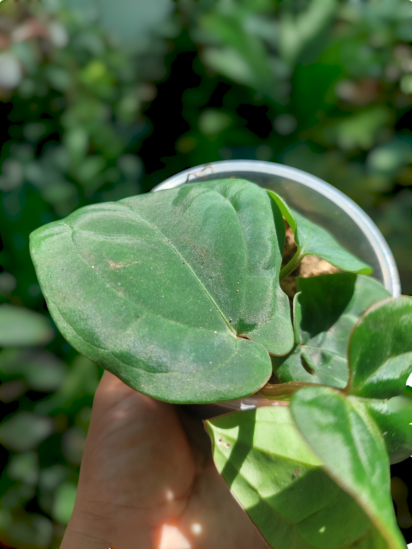 Anthurium Dressleri 'San Blas' Wild Ecotype 4 Leaves (EXACT PLANT)