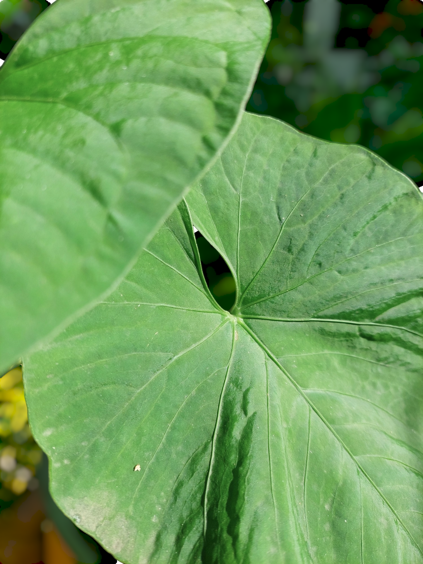 Anthurium sp. "Kunayala Glow" 2 Leaves (EXACT PLANT)