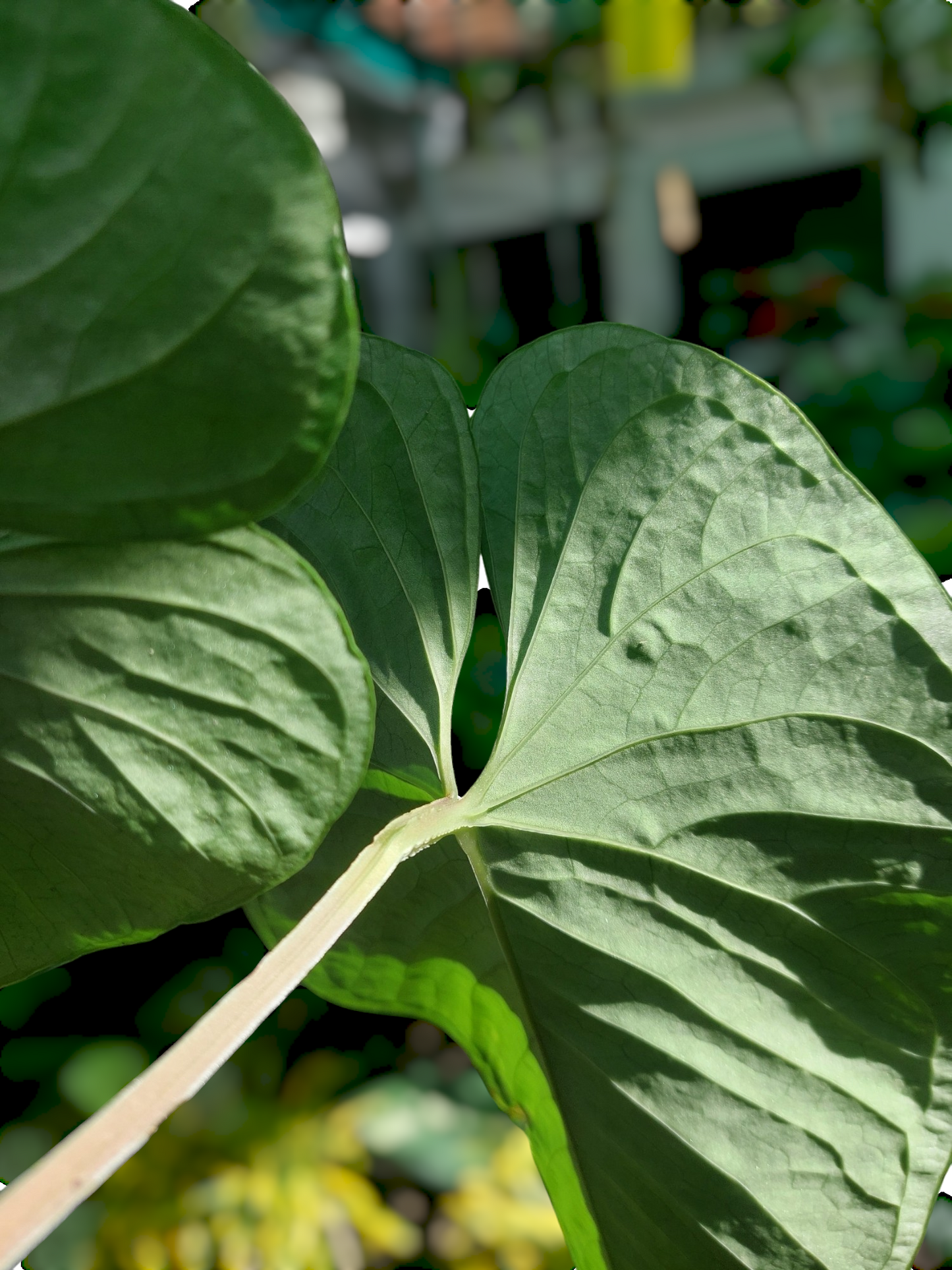 Anthurium sp. "Kunayala Glow" 2 Leaves (EXACT PLANT)