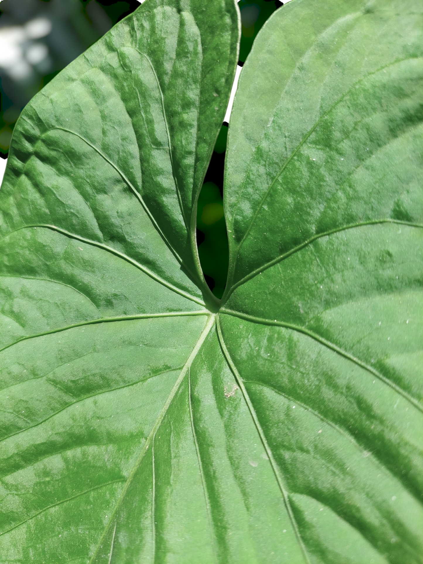 Anthurium sp. "Kunayala Glow" 2 Leaves (EXACT PLANT)