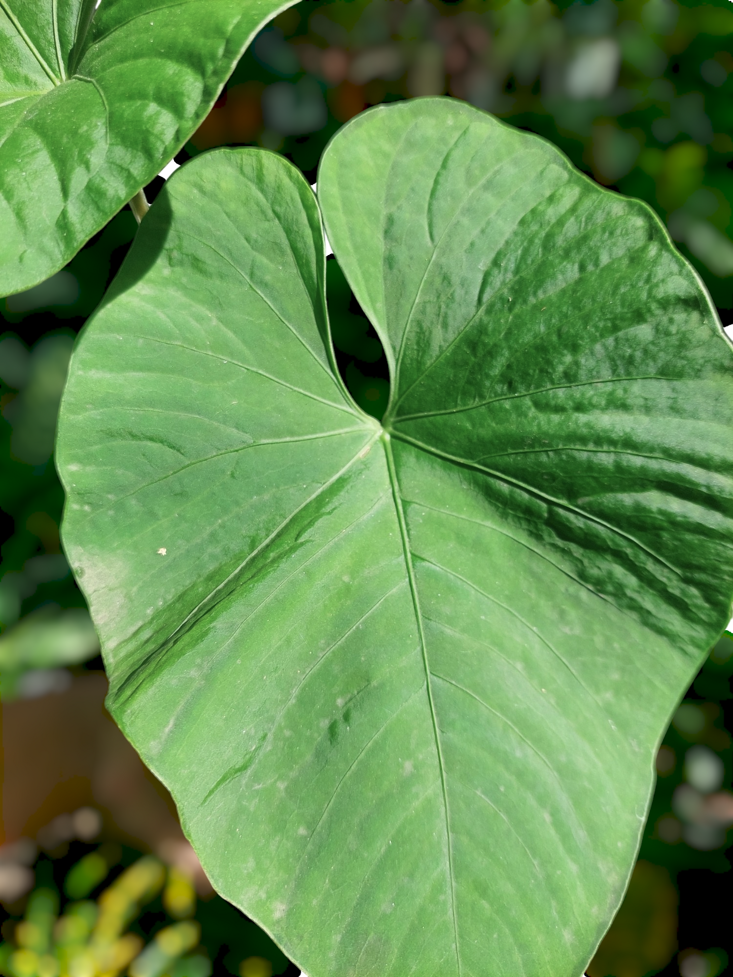 Anthurium sp. "Kunayala Glow" 2 Leaves (EXACT PLANT)