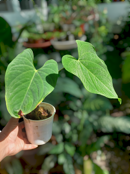 Anthurium sp. "Tarapoto Velvet" Wild Ecotype 2 Leaves (EXACT PLANT)