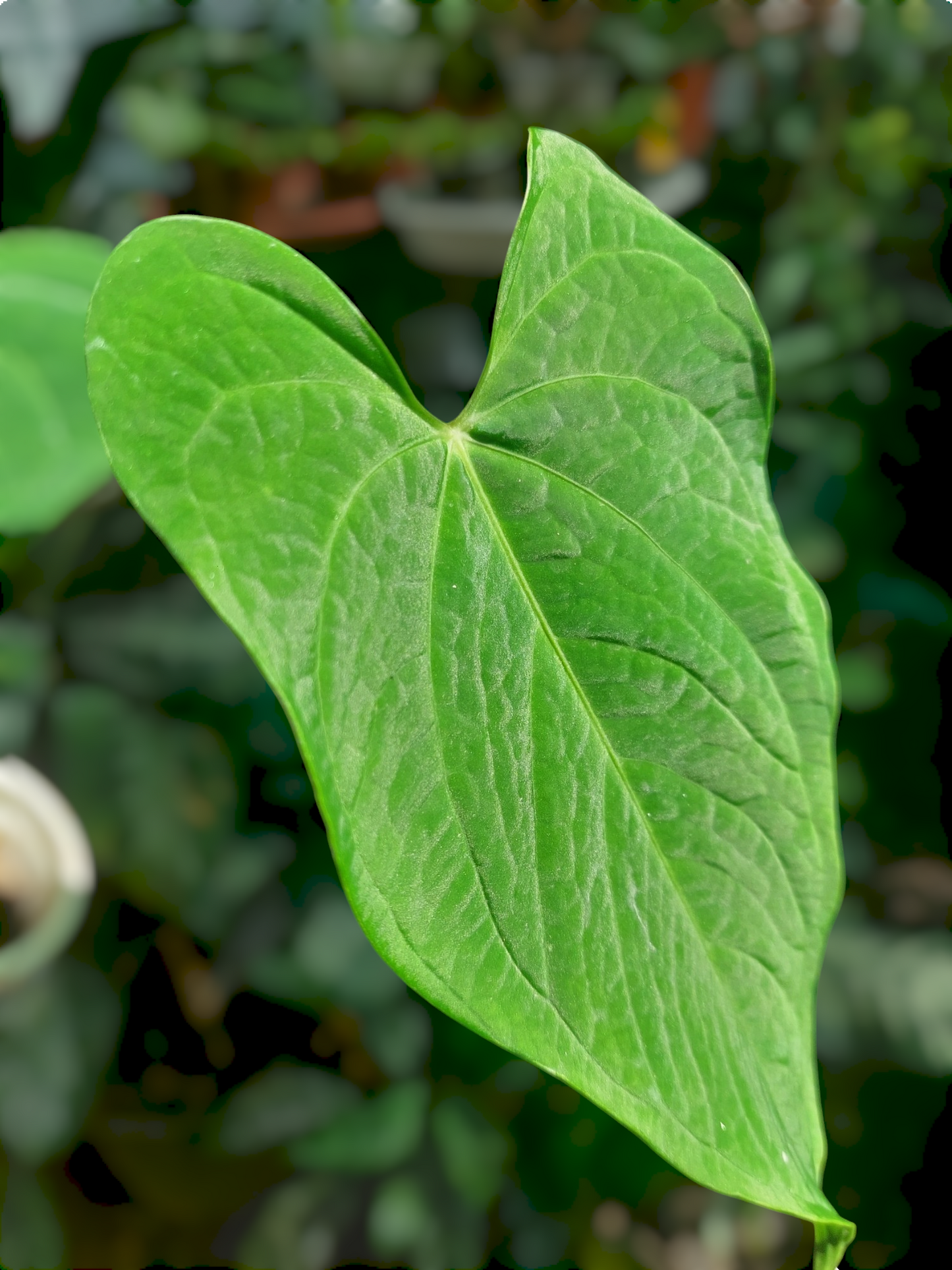 Anthurium sp. "Tarapoto Velvet" Wild Ecotype 2 Leaves (EXACT PLANT)