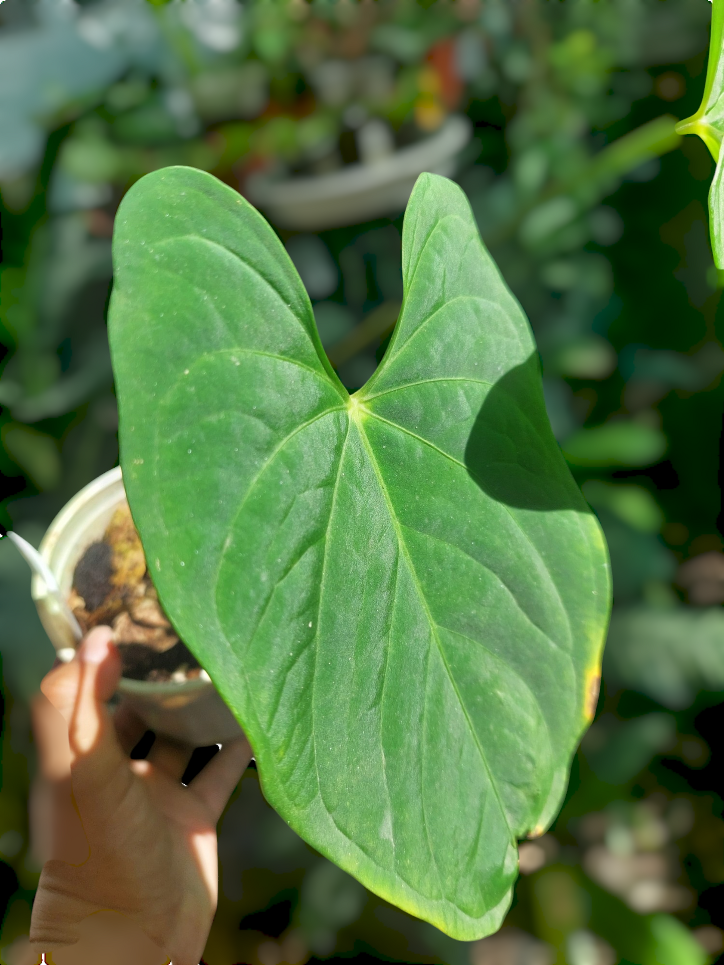 Anthurium sp. "Tarapoto Velvet" Wild Ecotype 2 Leaves (EXACT PLANT)