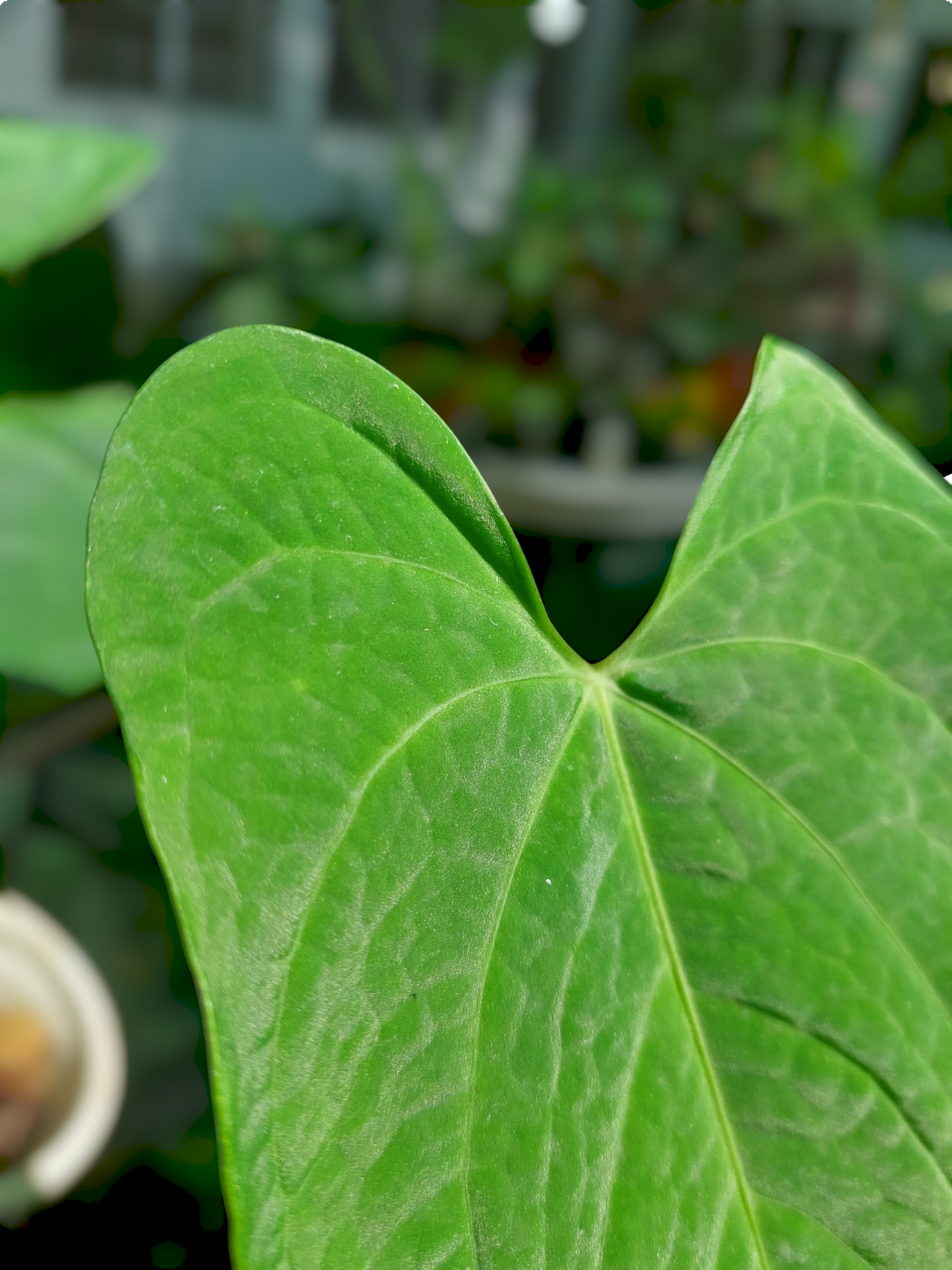 Anthurium sp. "Tarapoto Velvet" Wild Ecotype 2 Leaves (EXACT PLANT)