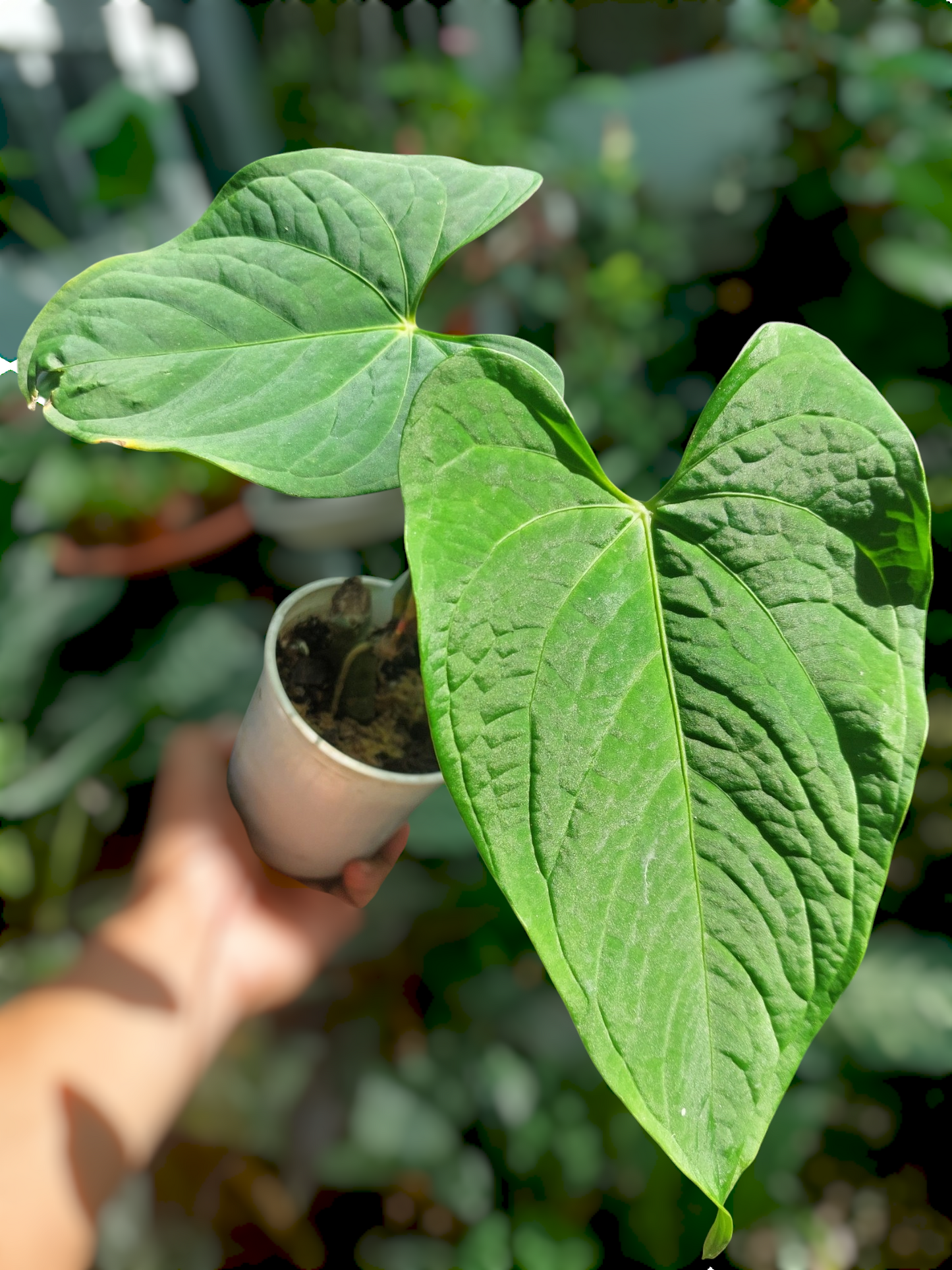 Anthurium sp. "Tarapoto Velvet" Wild Ecotype 2 Leaves (EXACT PLANT)