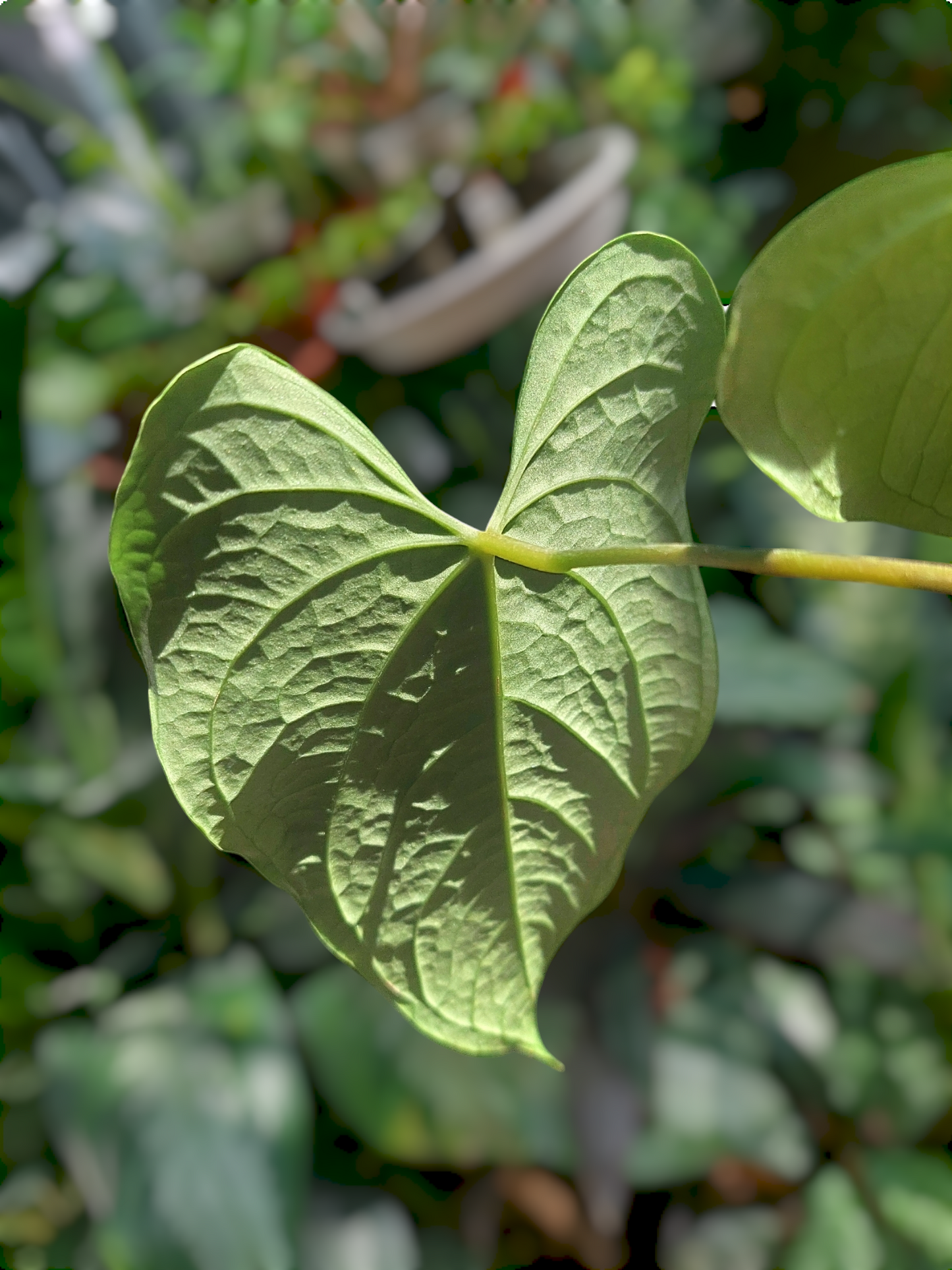 Anthurium sp. "Tarapoto Velvet" Wild Ecotype 2 Leaves (EXACT PLANT)