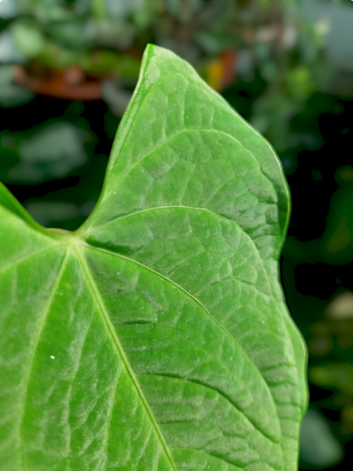 Anthurium sp. "Tarapoto Velvet" Wild Ecotype 2 Leaves (EXACT PLANT)