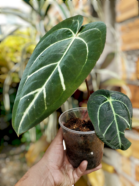 Anthurium Carlablackiae Wild Ecotype 2 Leaves (EXACT PLANT)