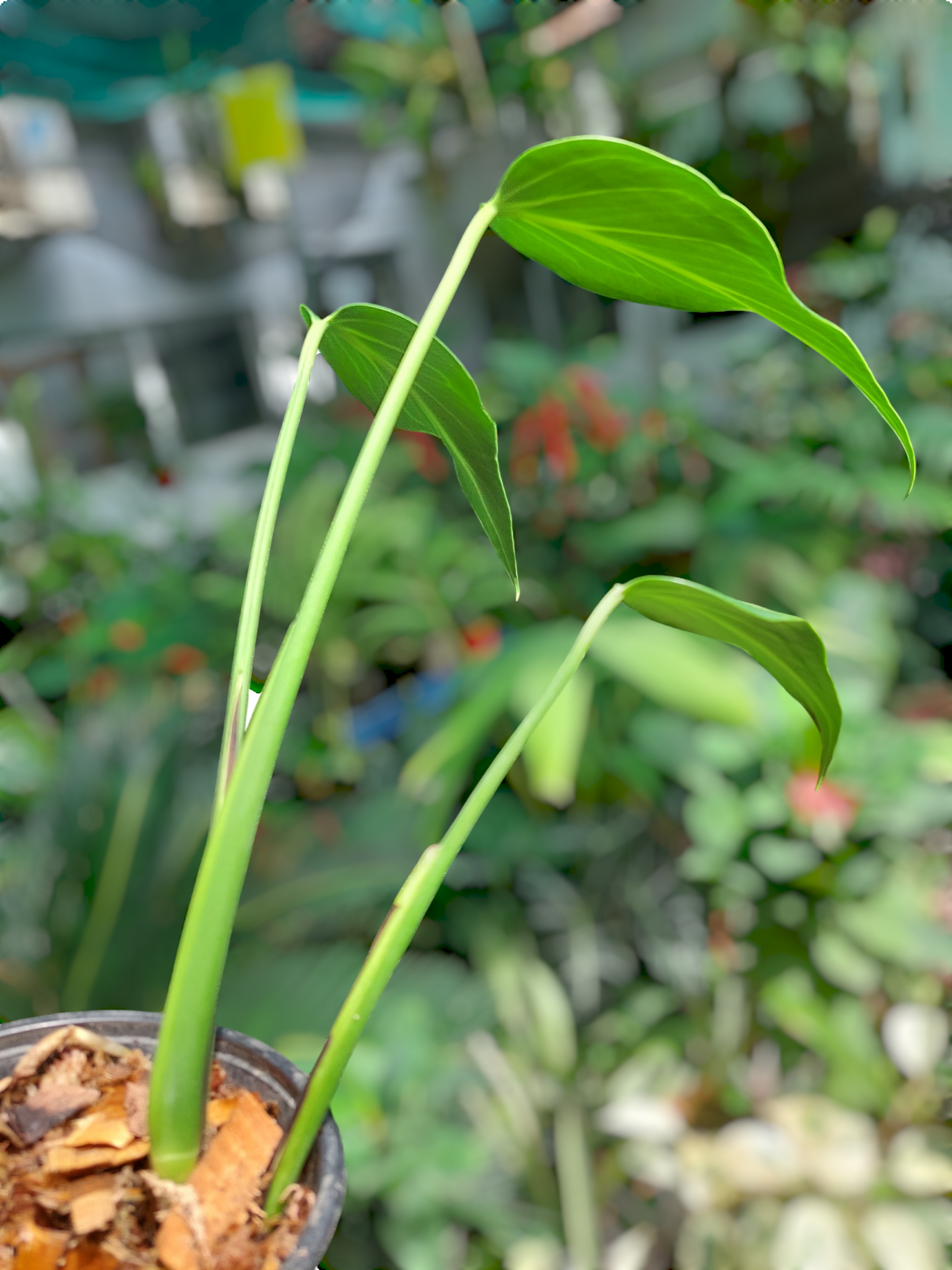 Monstera Burle Marx Flame (EXACT PLANT)