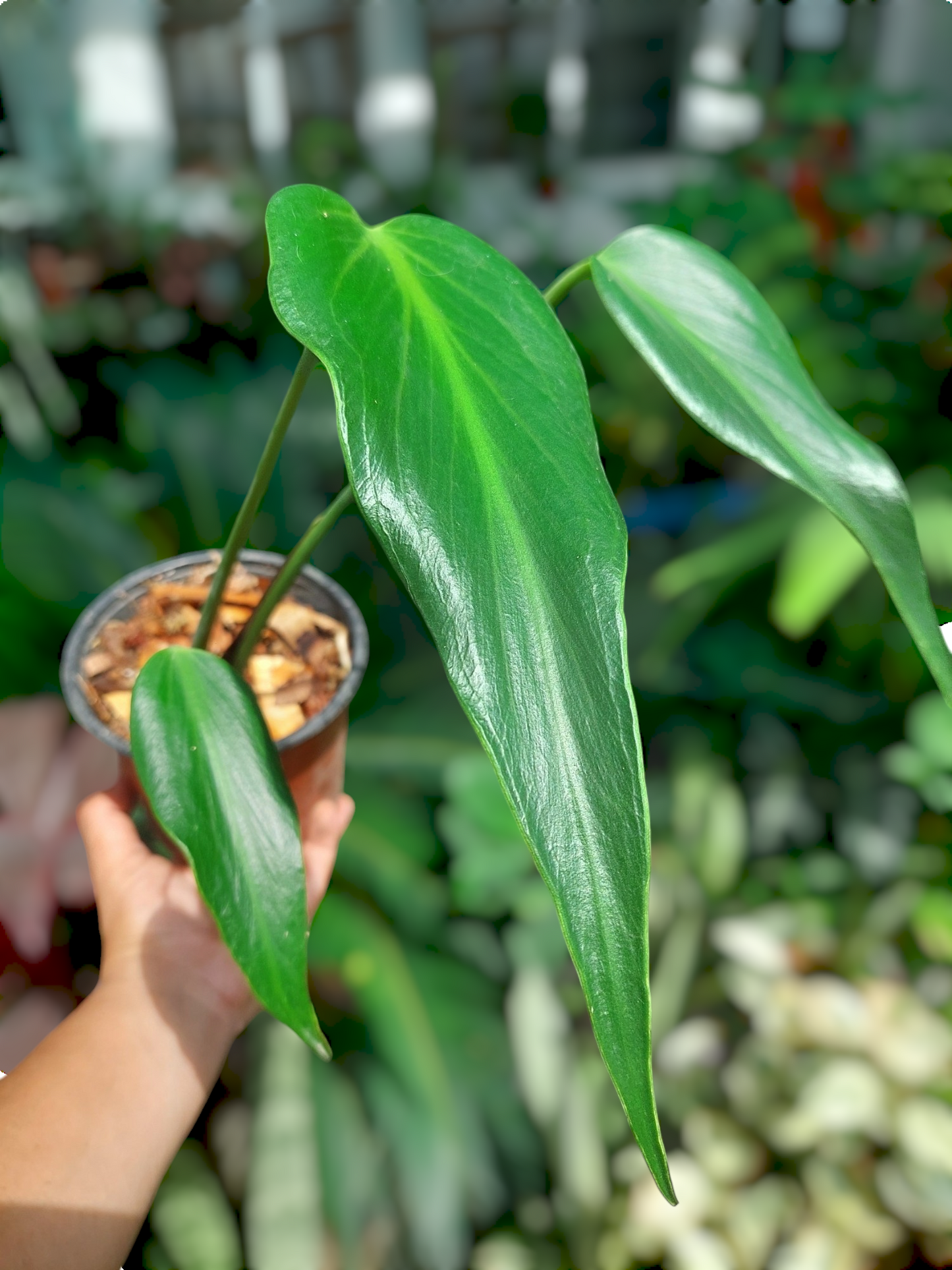 Monstera Burle Marx Flame (EXACT PLANT)