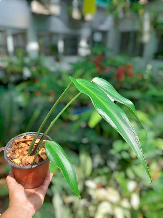 Monstera Burle Marx Flame (EXACT PLANT)