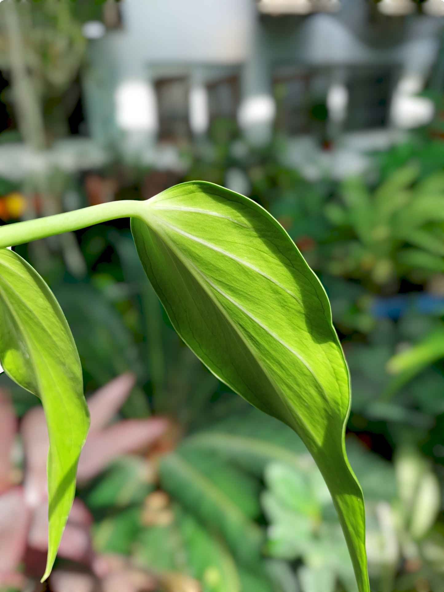 Monstera Burle Marx Flame (EXACT PLANT)