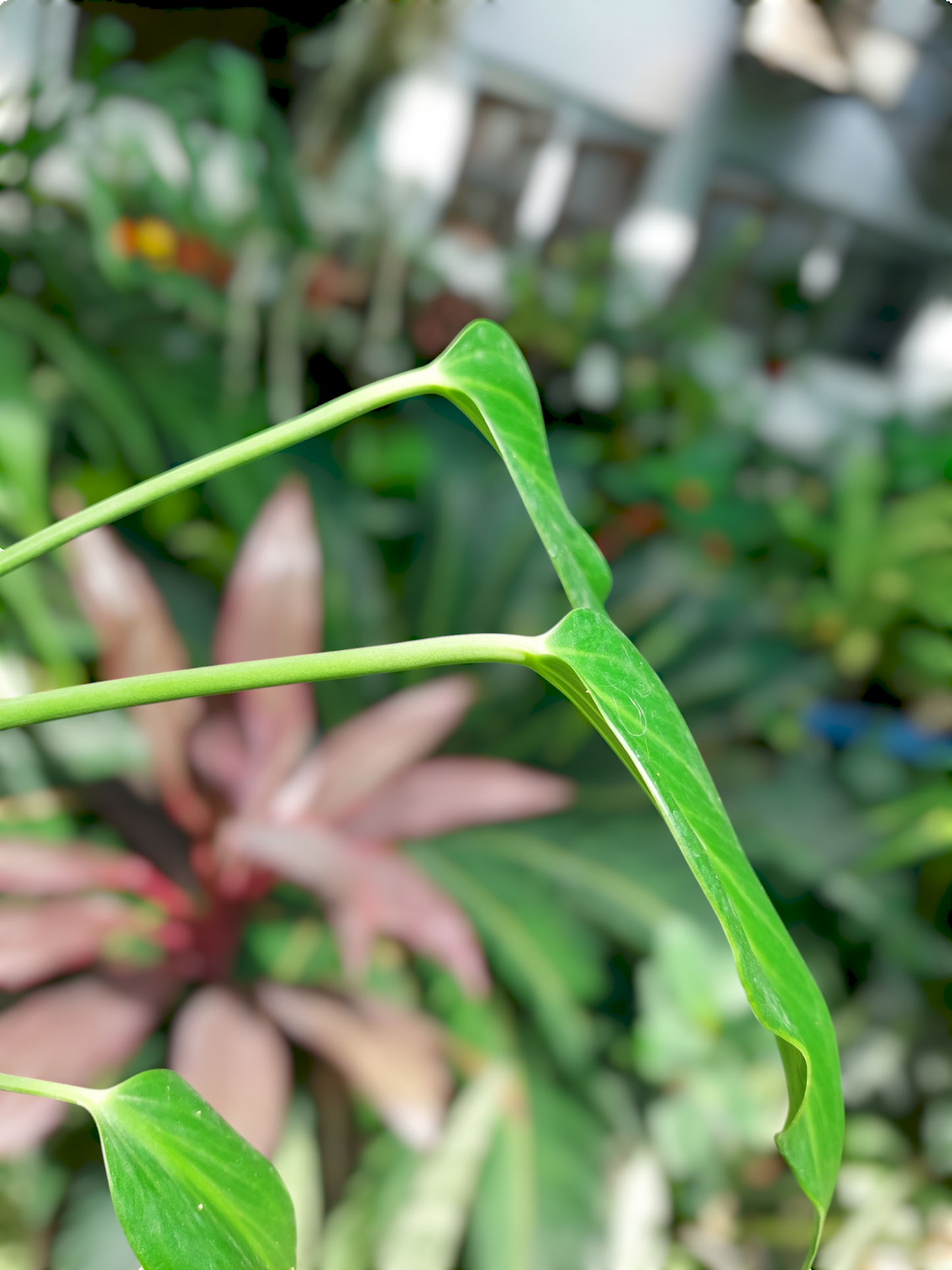 Monstera Burle Marx Flame (EXACT PLANT)